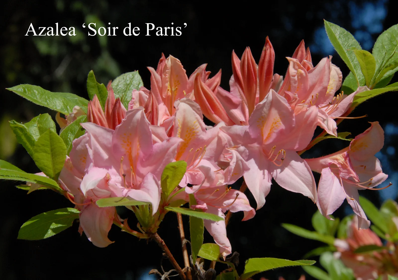 R. 'Soir de Paris' photo of R. 'Soir de Paris'. Location: Fearing's Farm Nursery, Abbotsford, BC, Canada. Photo by: Harold Fearing