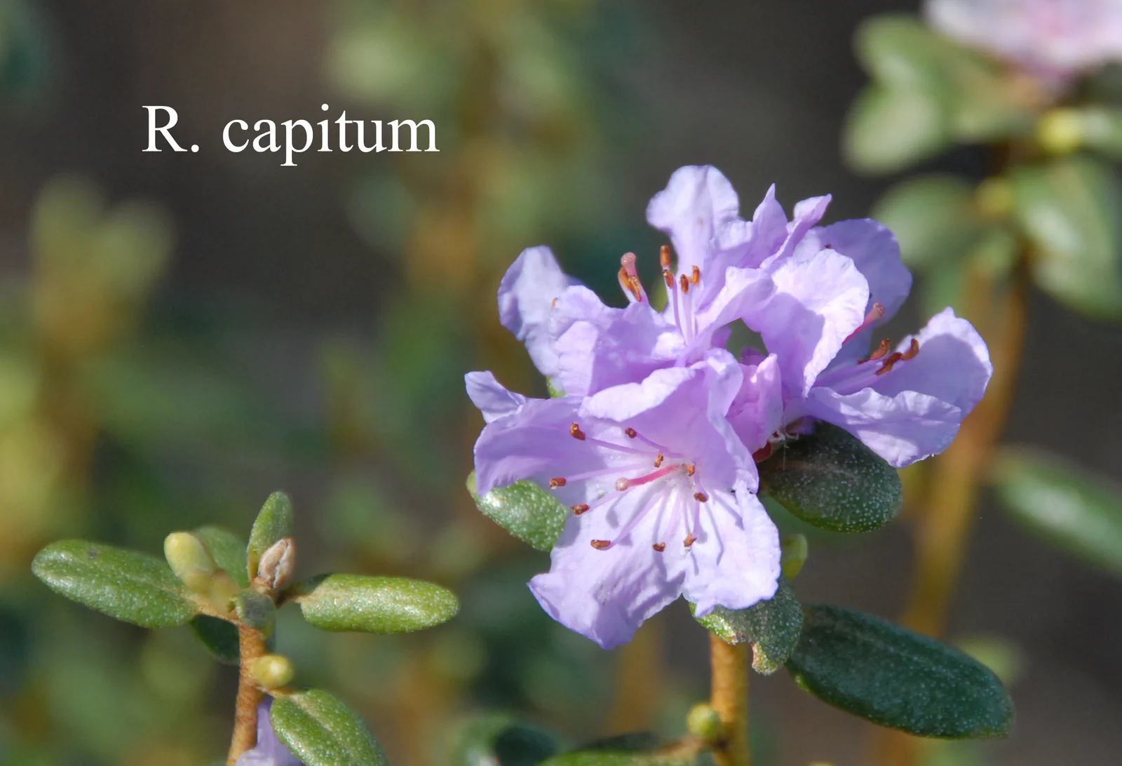 R. capitatum photo of R. capitatum. Location: Fearing's Farm Nursery, Abbotsford, BC, Canada. Photo by: Harold Fearing