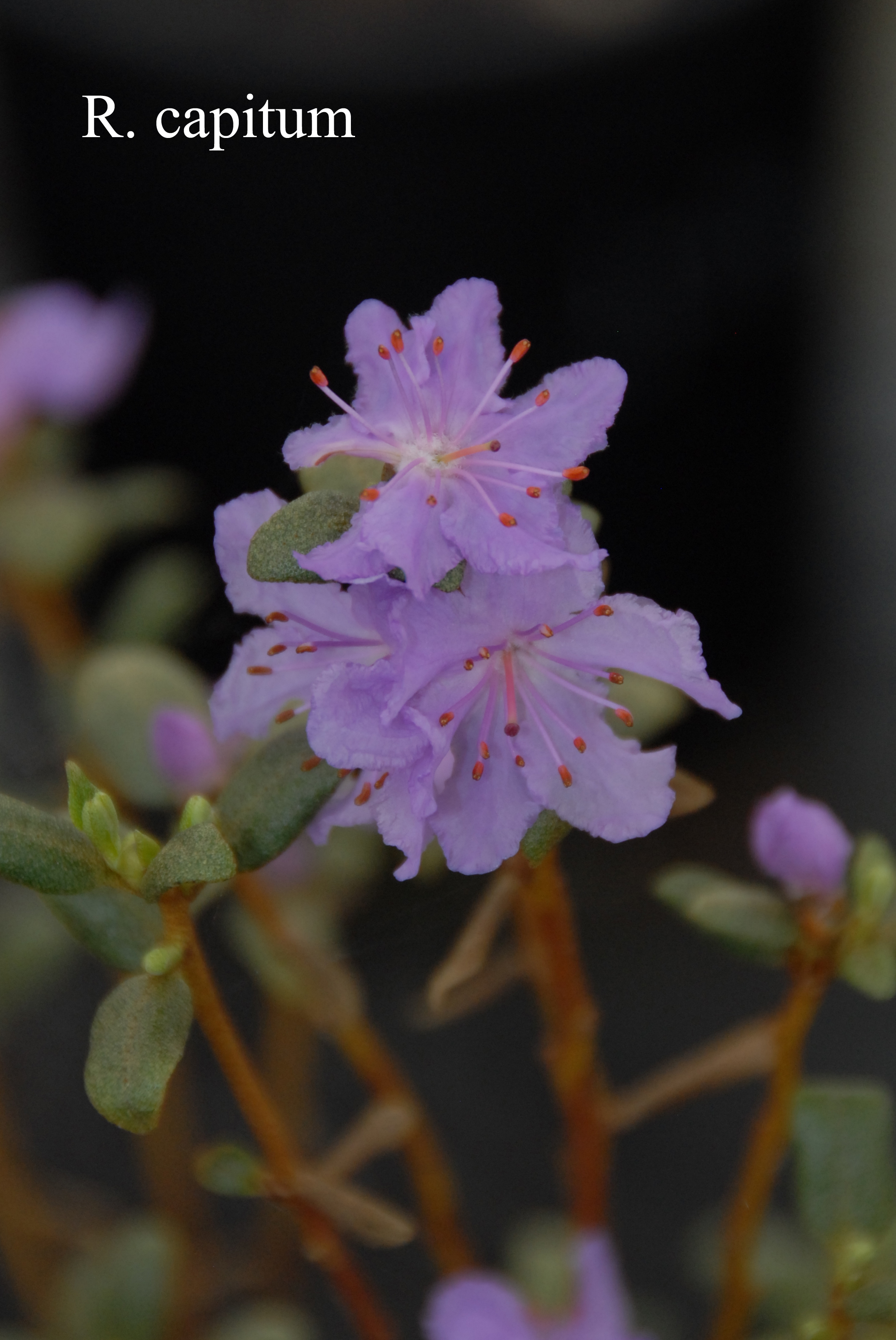 Rhododendron capitatum photo