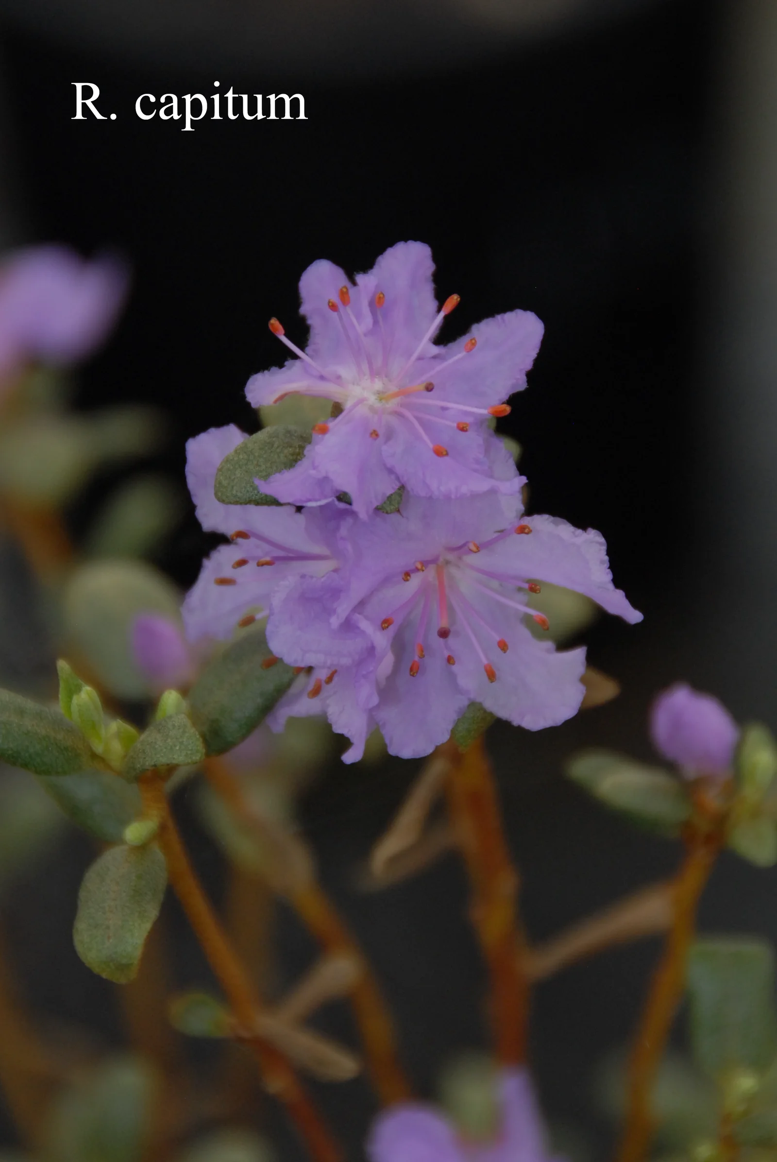 R. capitatum photo of R. capitatum. Location: Fearing's Farm Nursery, Abbotsford, BC, Canada. Photo by: Harold Fearing