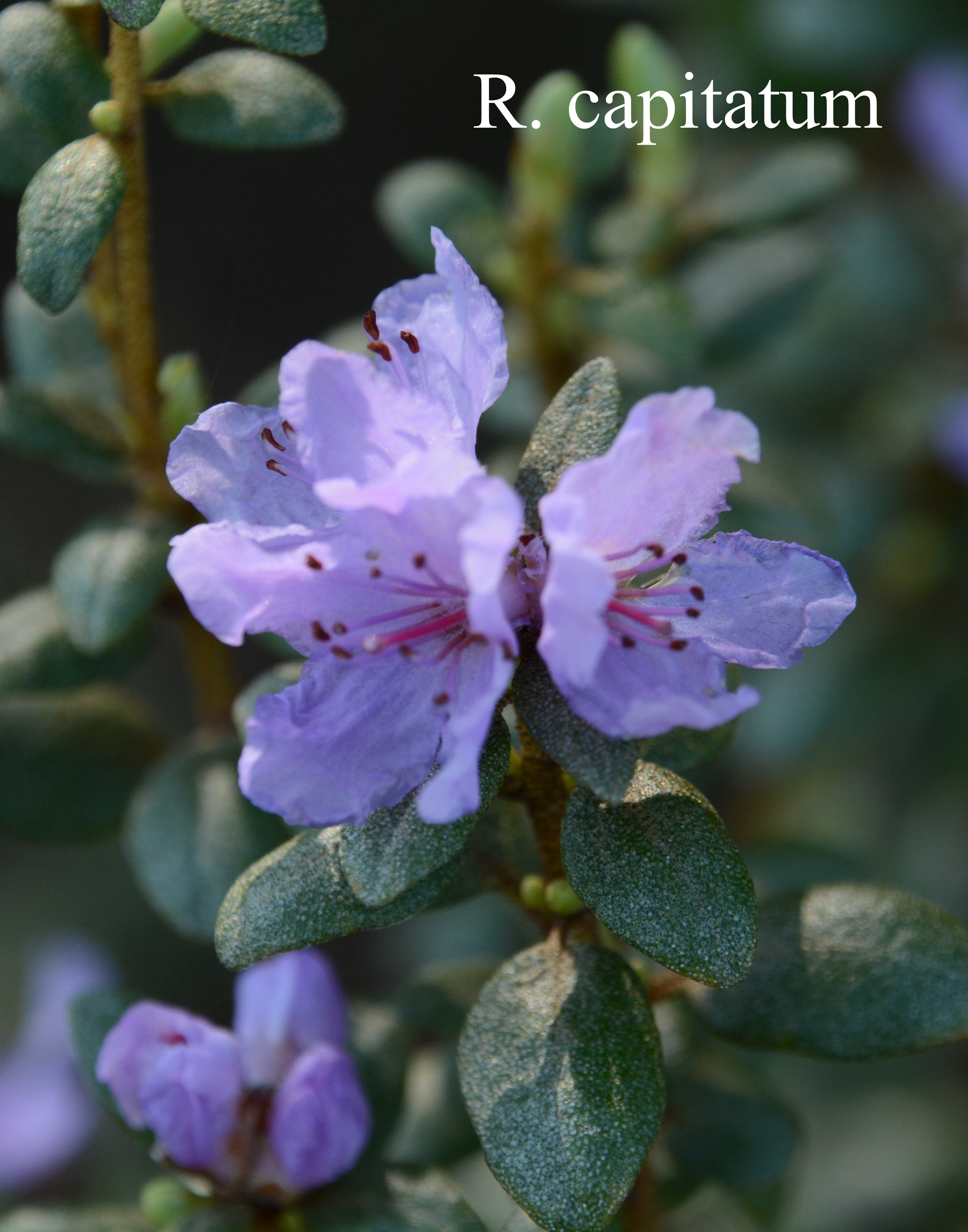 Rhododendron capitatum photo