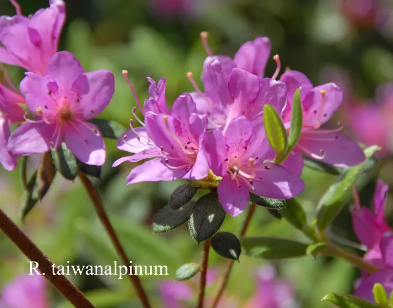 Photo of R. taiwanalpinum, Species