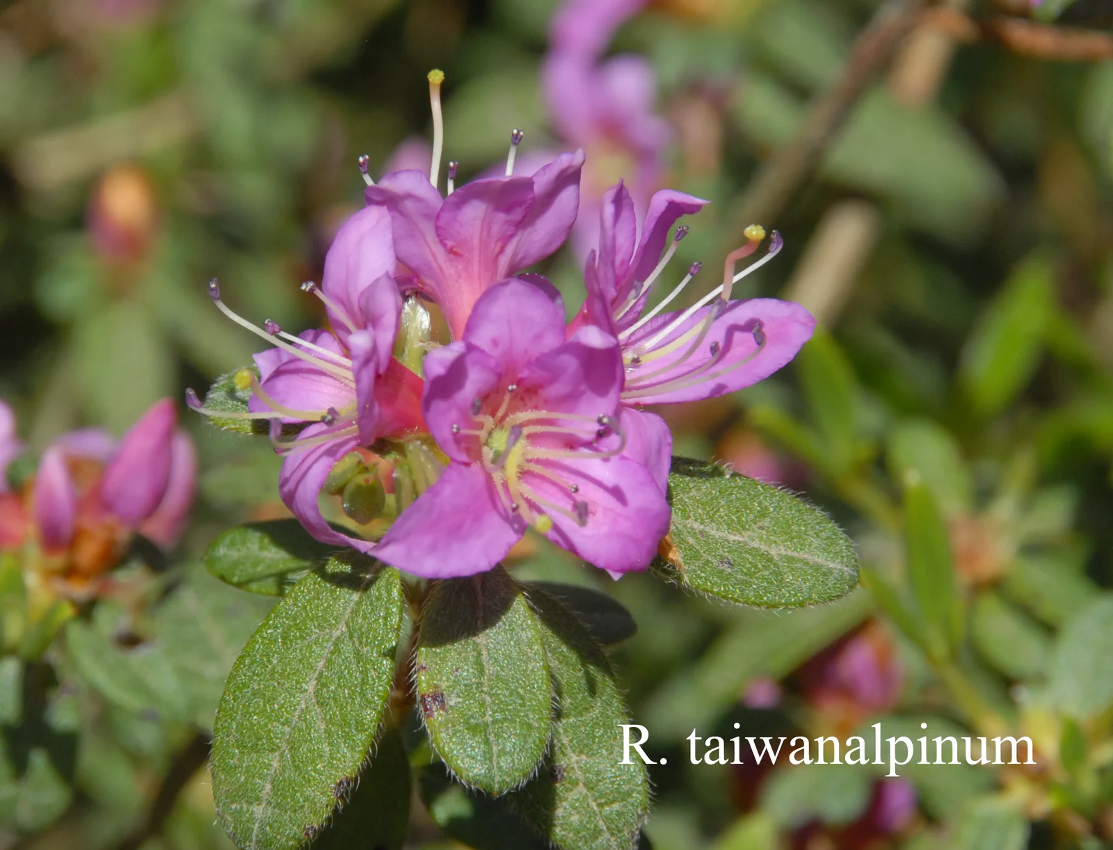 R. taiwanalpinum photo of R. taiwanalpinum. Location: Fearing's Farm Nursery, Abbotsford, BC, Canada. Photo by: Harold Fearing