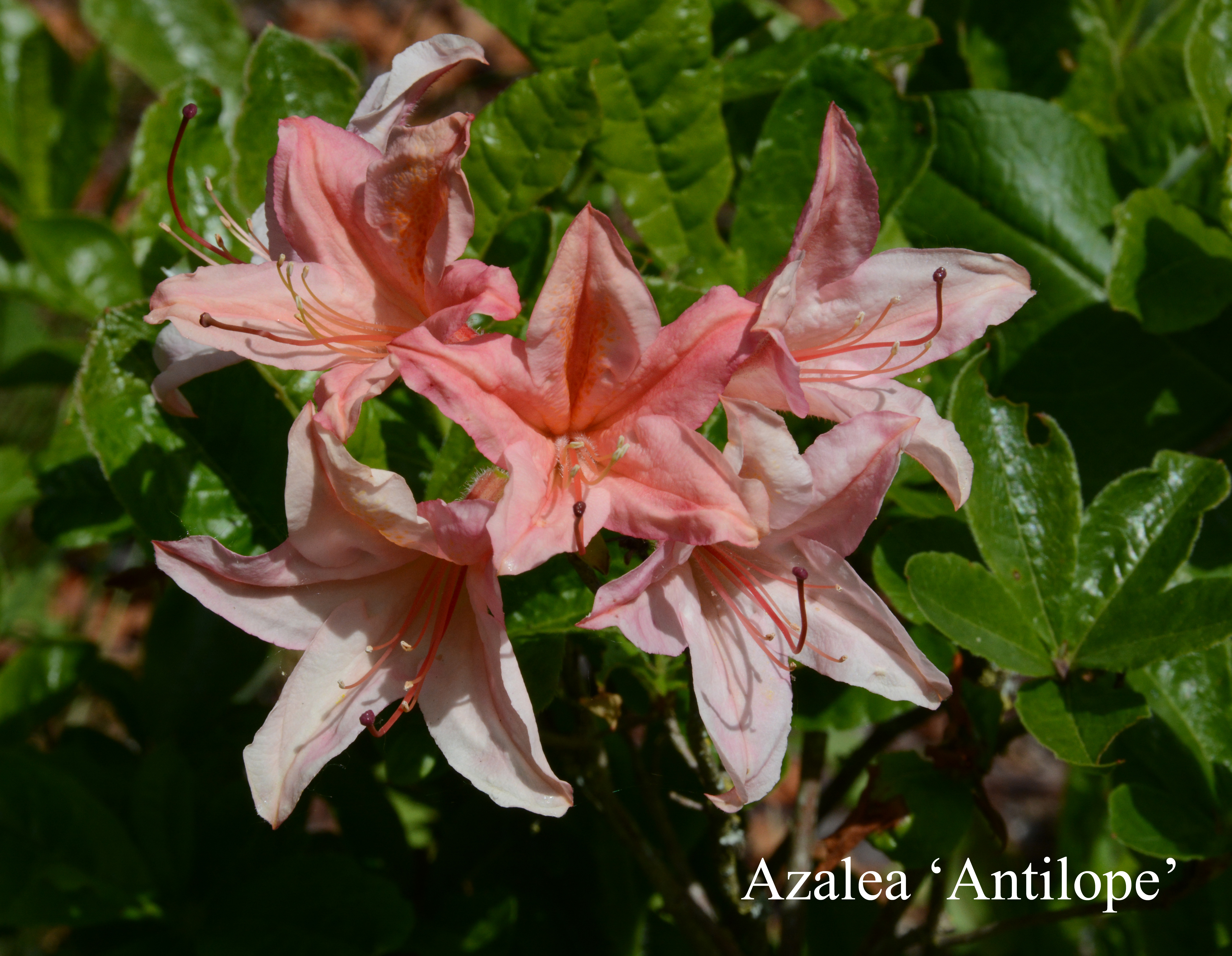 Rhododendron Antilope photo