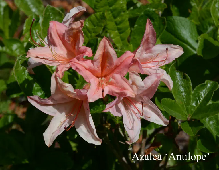 Photo of R. 'Antilope', Deciduous Azalea Hybrid