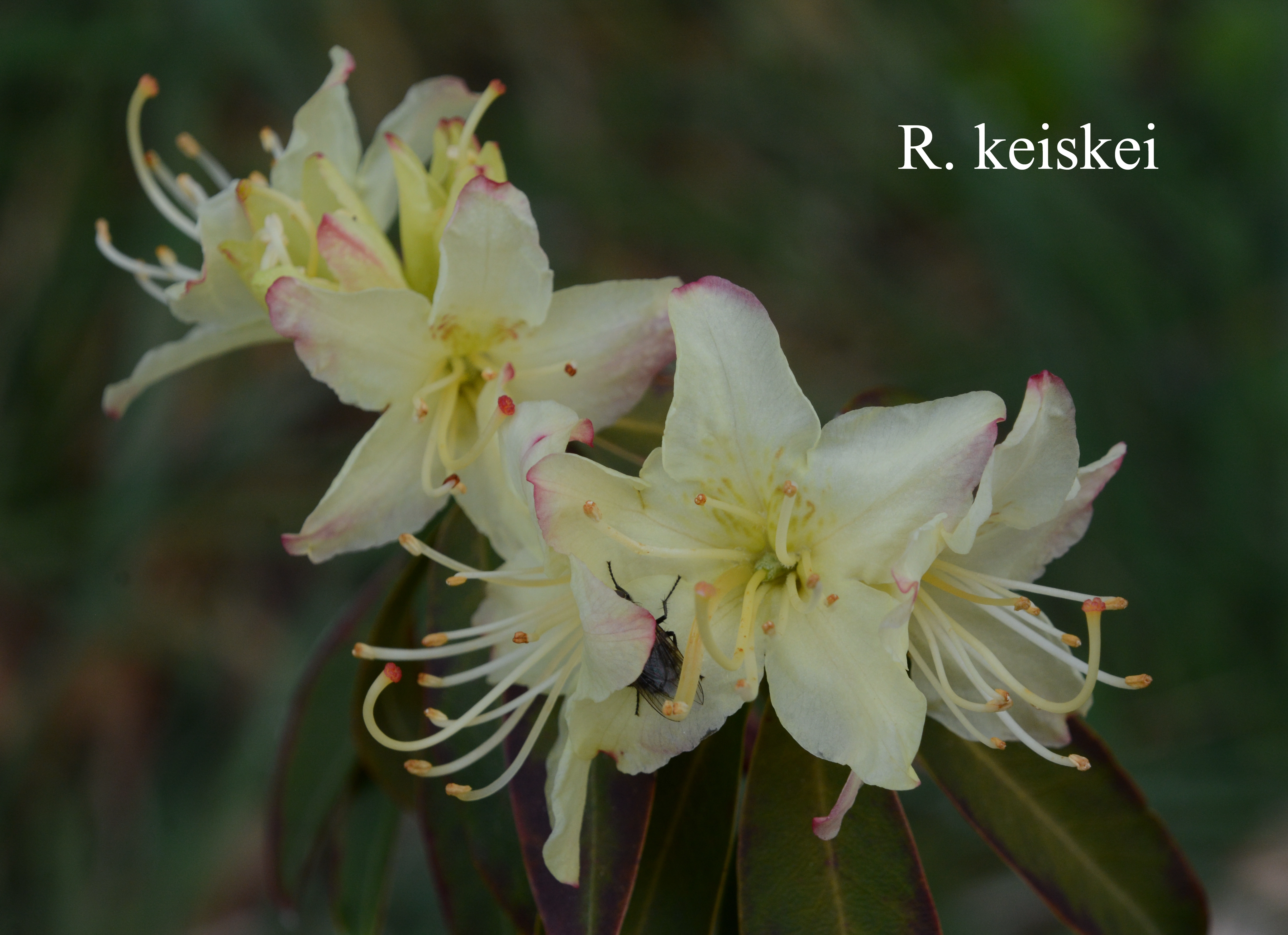 Rhododendron keiskei photo