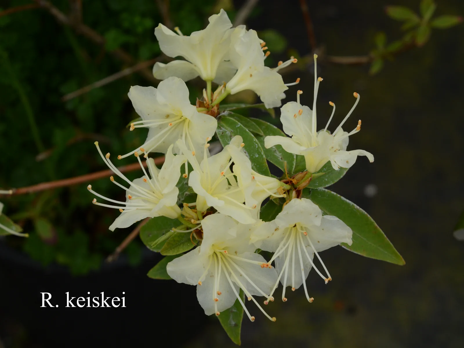 R. keiskei photo of R. keiskei. Location: Fearing's Farm Nursery, Abbotsford, BC, Canada. Photo by: Harold Fearing