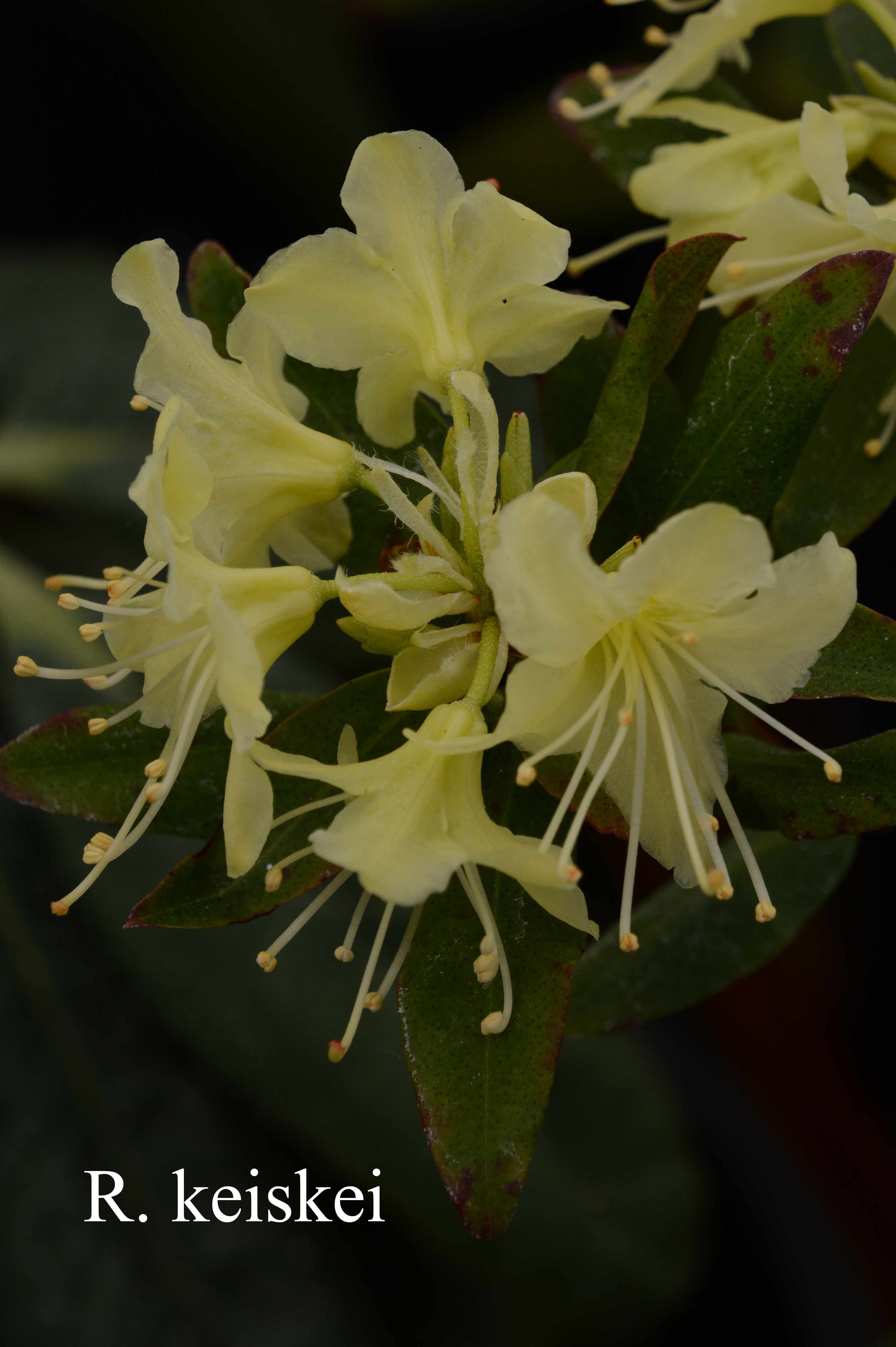 Rhododendron keiskei photo