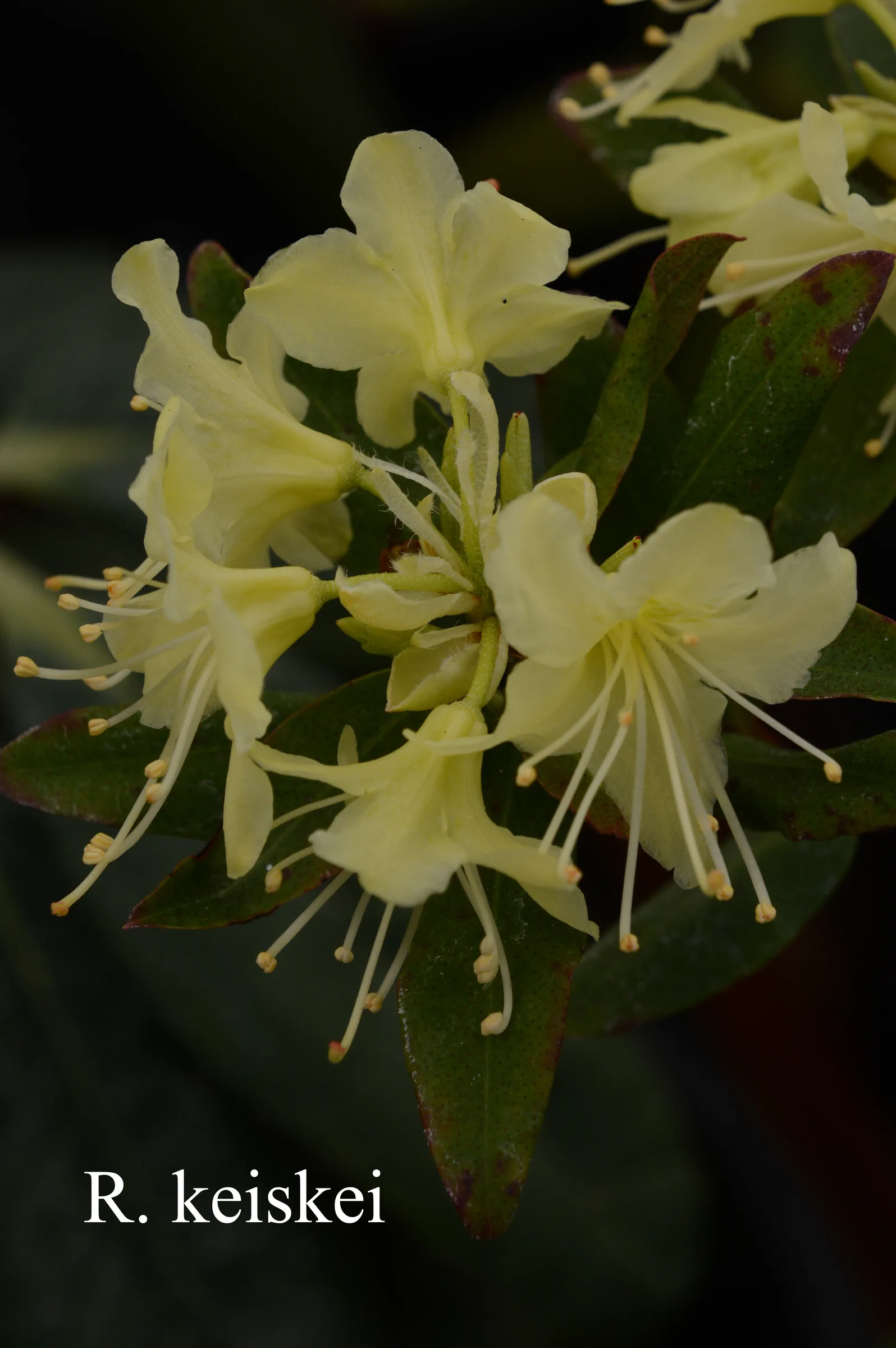 R. keiskei photo of R. keiskei. Location: Fearing's Farm Nursery, Abbotsford, BC, Canada. Photo by: Harold Fearing