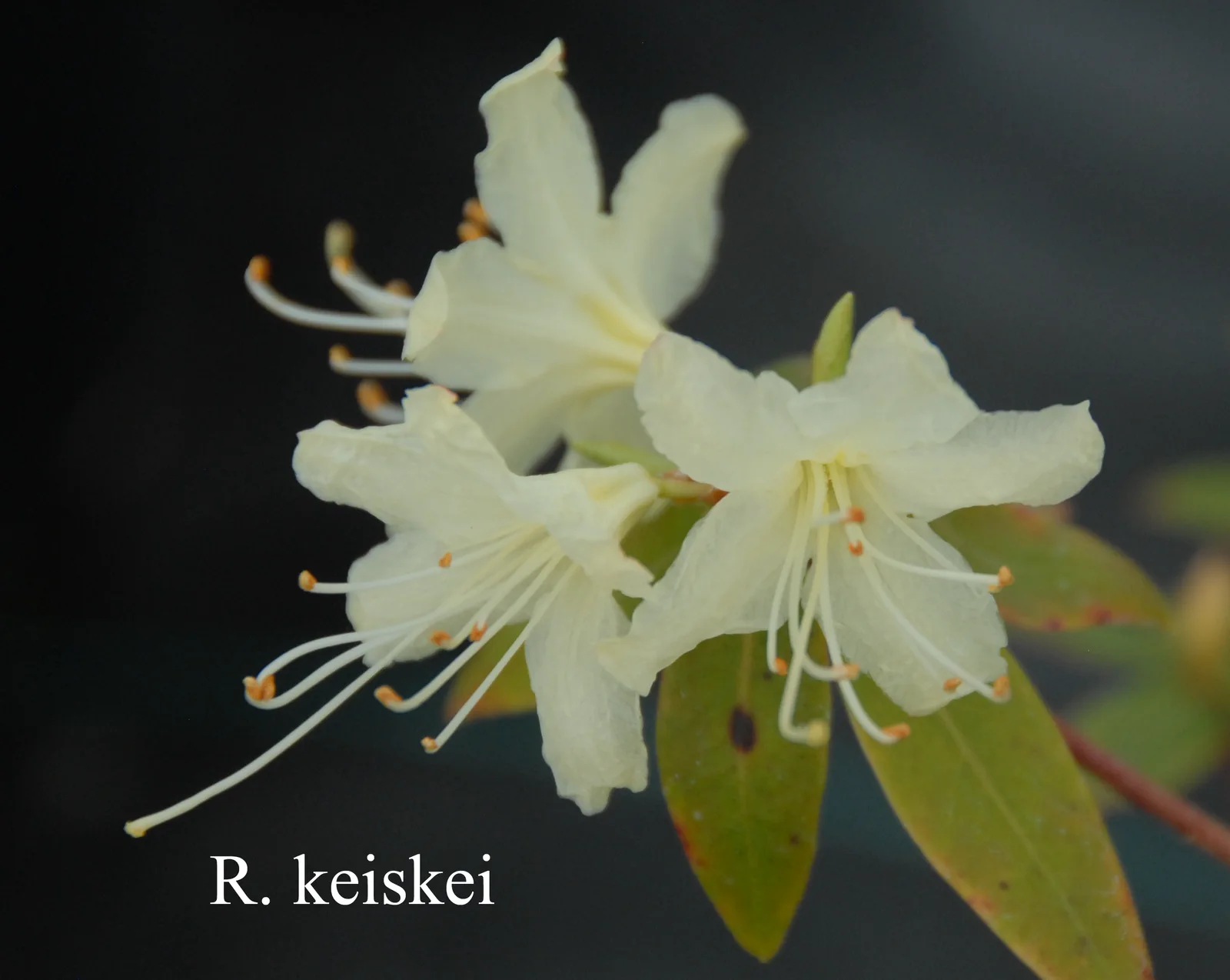 R. keiskei photo of R. keiskei. ARS-07-03. Location: Fearing's Farm Nursery, Abbotsford, BC, Canada. Photo by: Harold Fearing