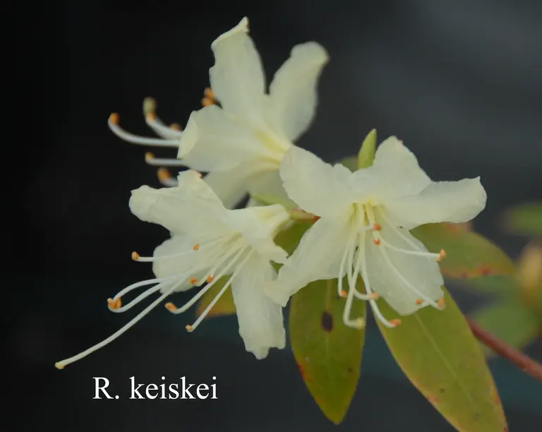 Photo of R. keiskei, Species