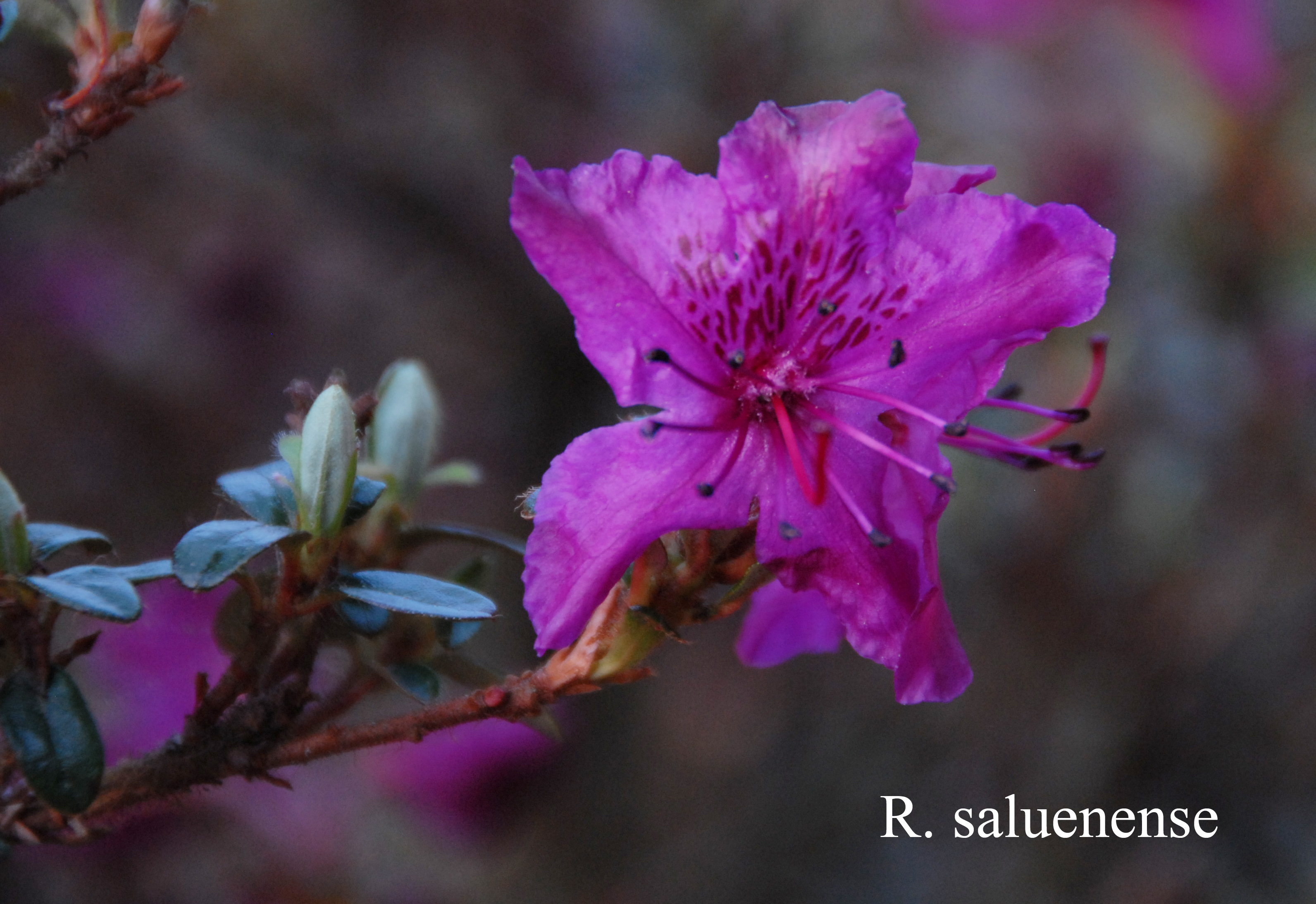Rhododendron saluenense ssp saluenense photo