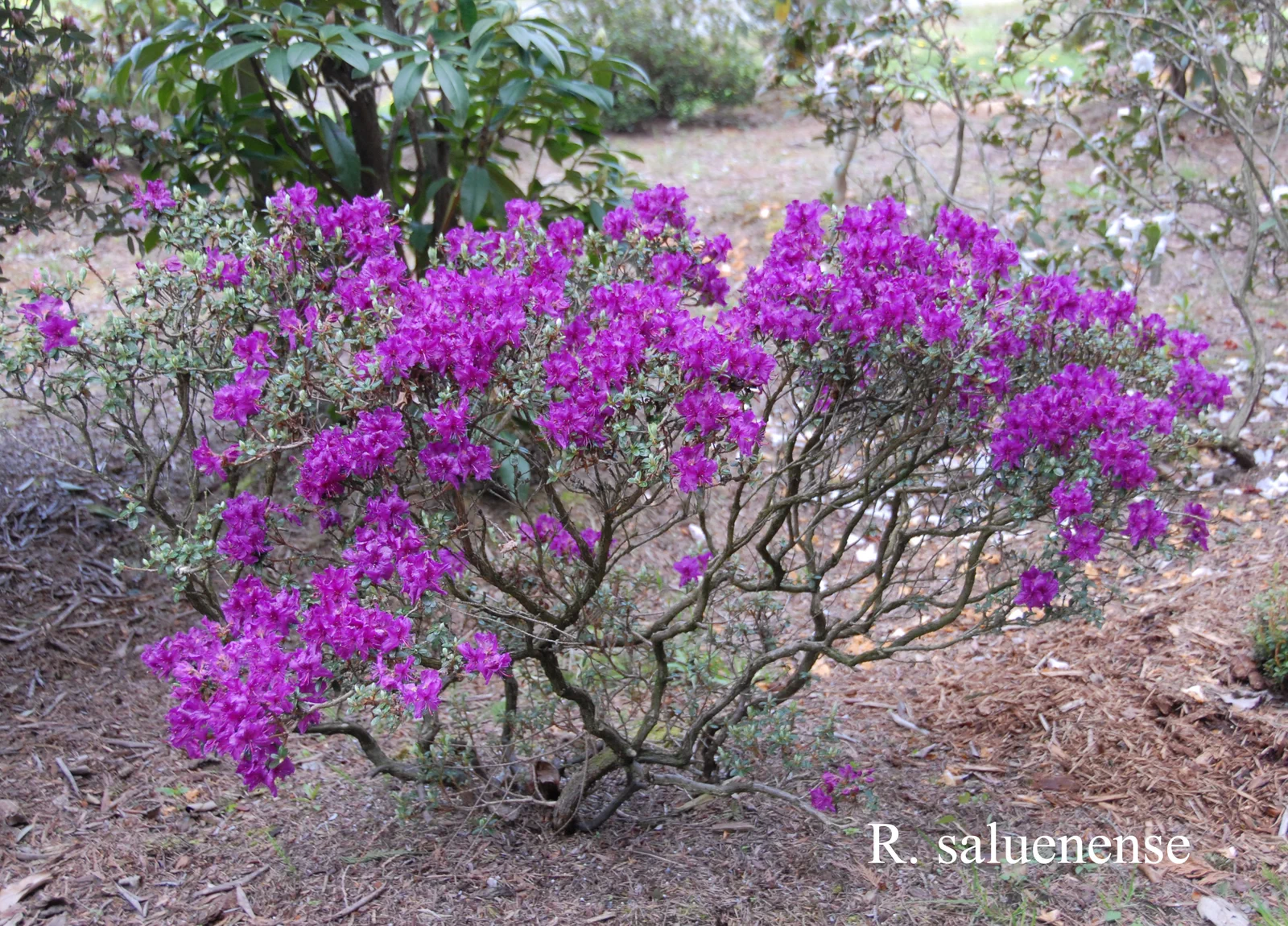 R. saluenense ssp saluenense photo of R. saluenense ssp saluenense. Location: Fearing's Farm Nursery, Abbotsford, BC, Canada. Photo by: Harold Fearing
