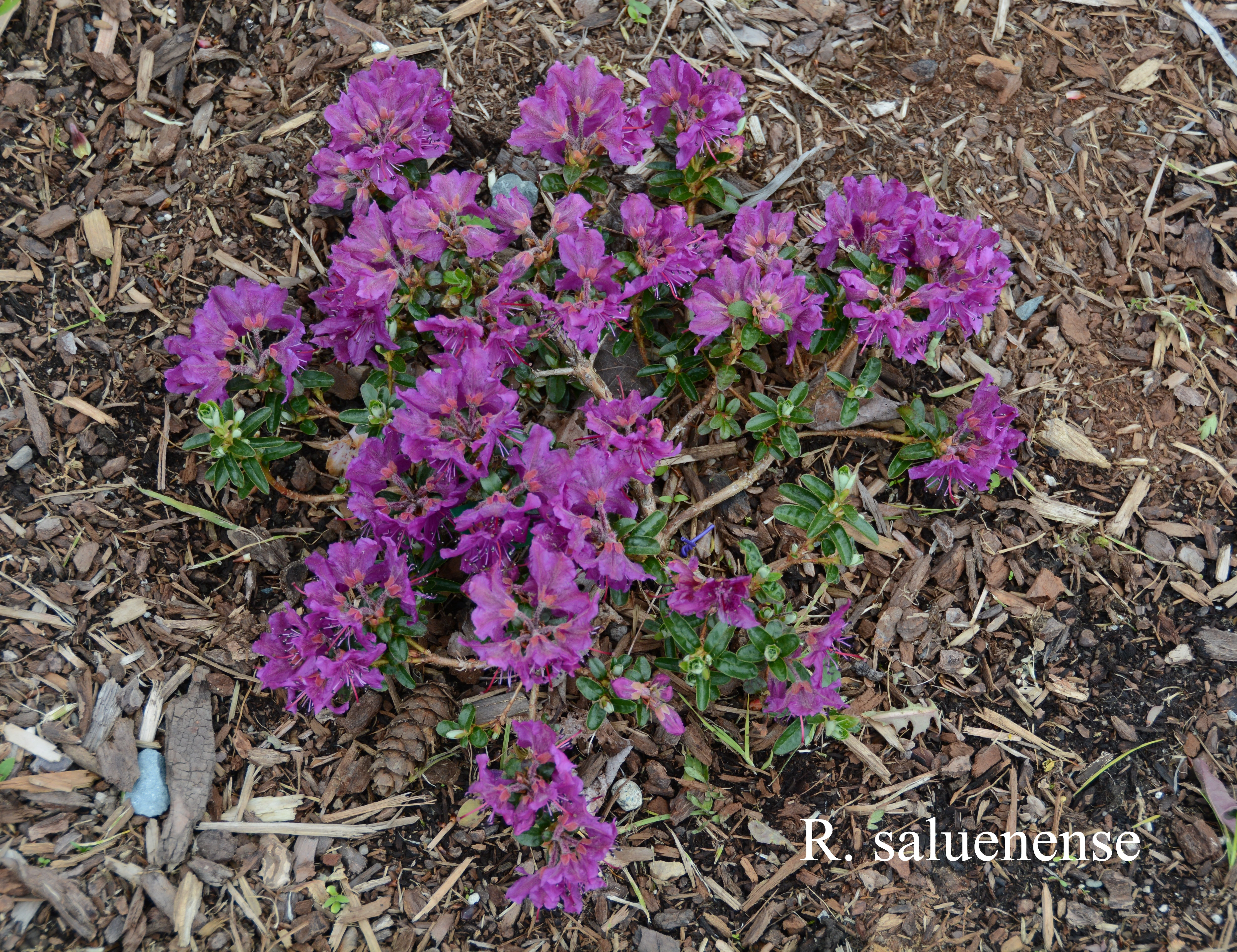 Rhododendron saluenense ssp saluenense photo