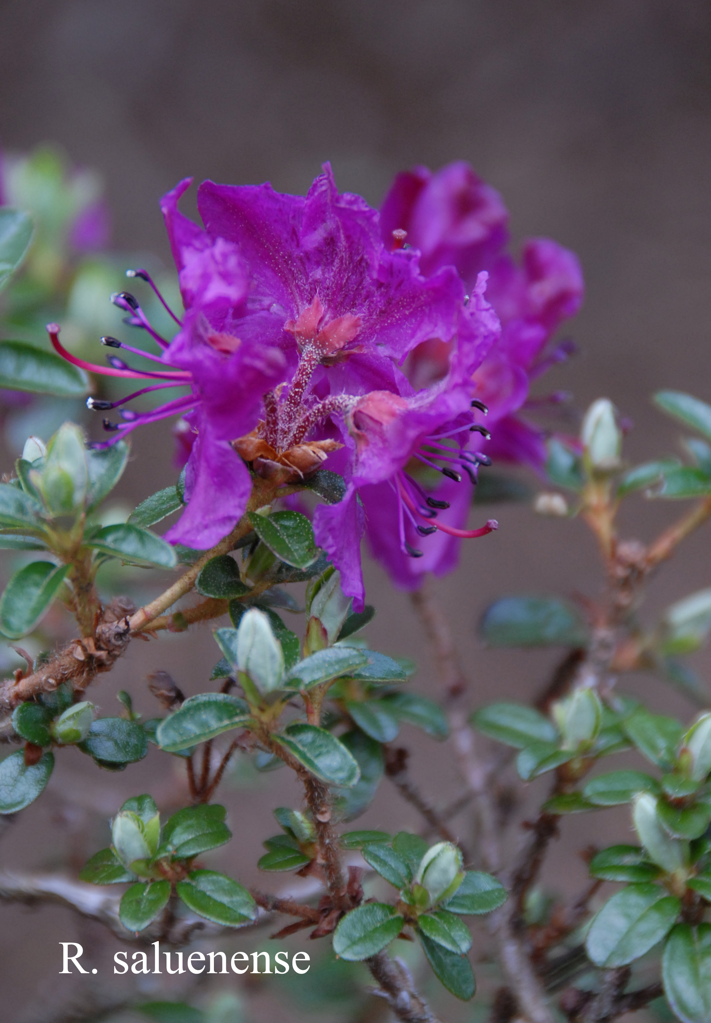 Rhododendron saluenense ssp saluenense photo