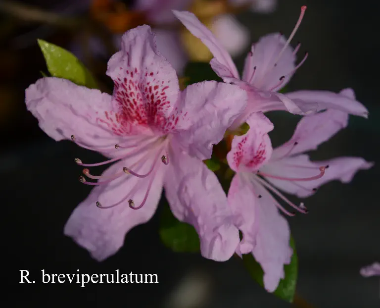 Photo of R. breviperulatum, Species
