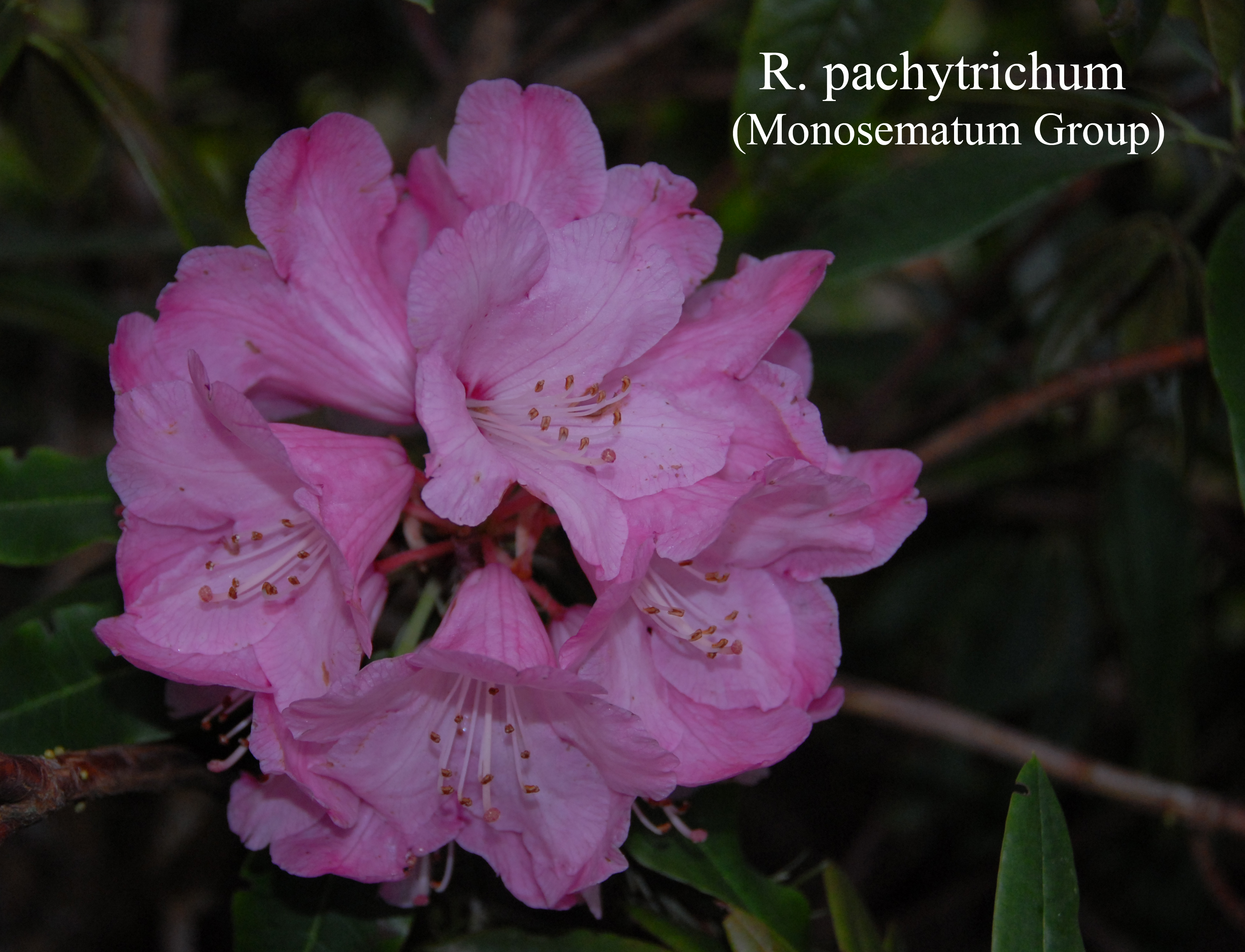 Rhododendron monosematum photo
