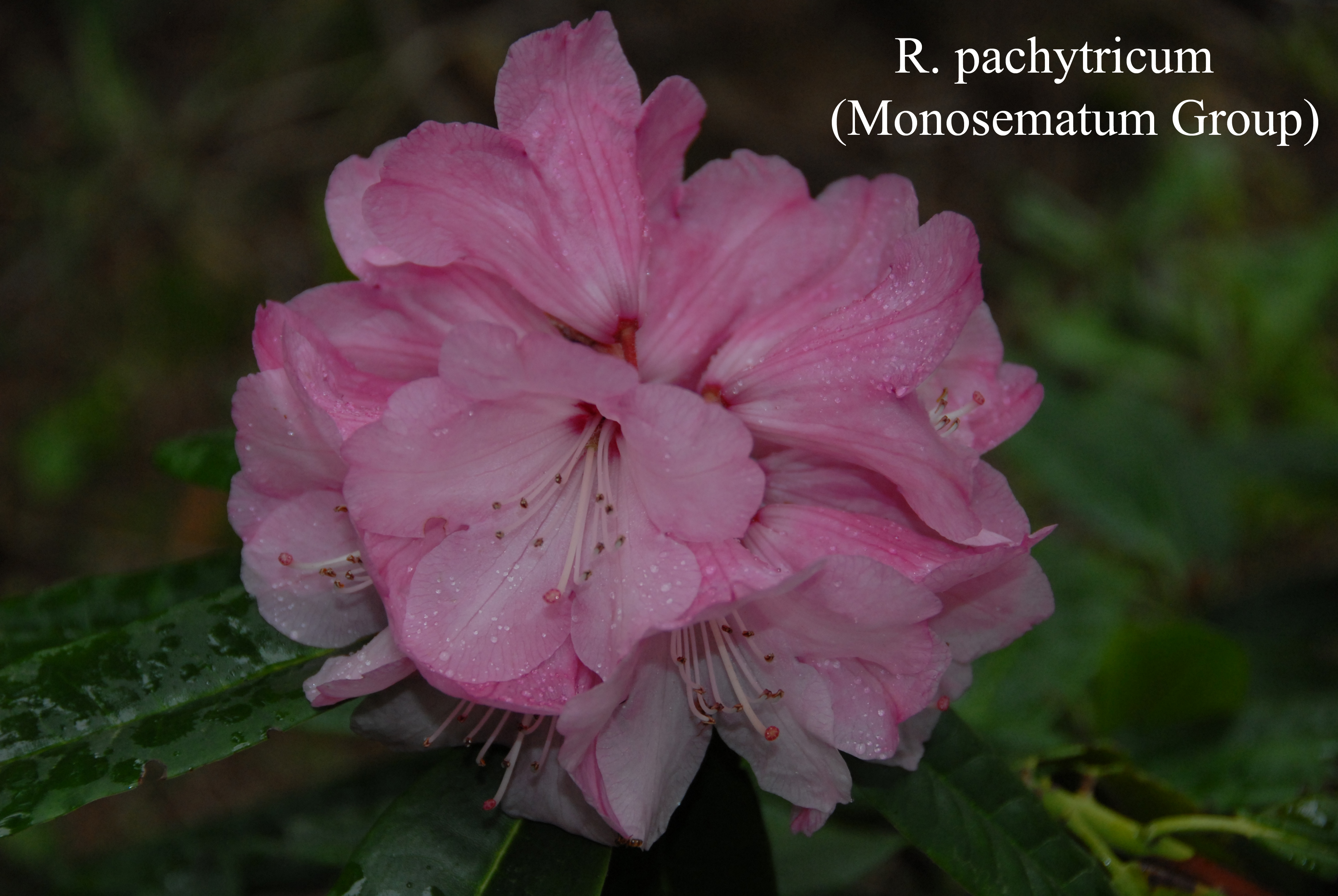Rhododendron monosematum photo