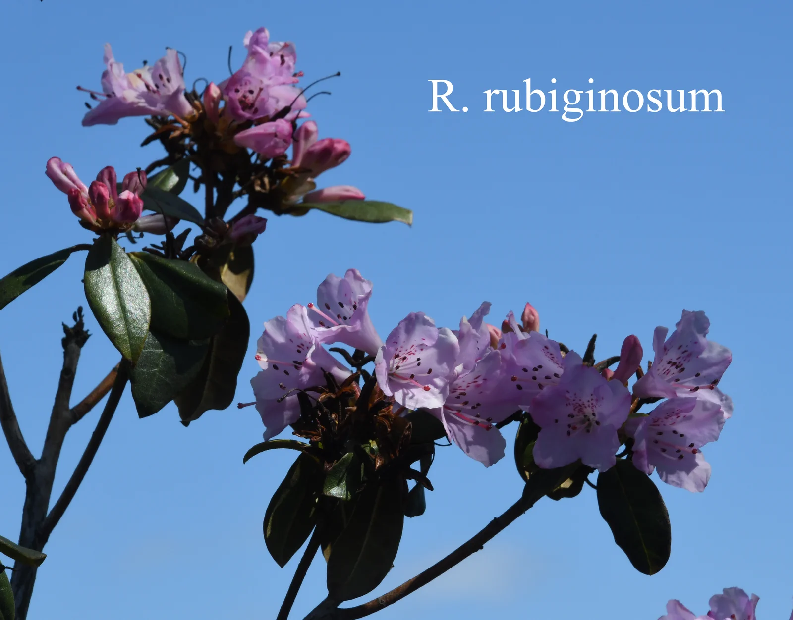 R. rubiginosum photo of R. rubiginosum. Location: Fearing's Farm Nursery, Abbotsford, BC, Canada. Photo by: Harold Fearing