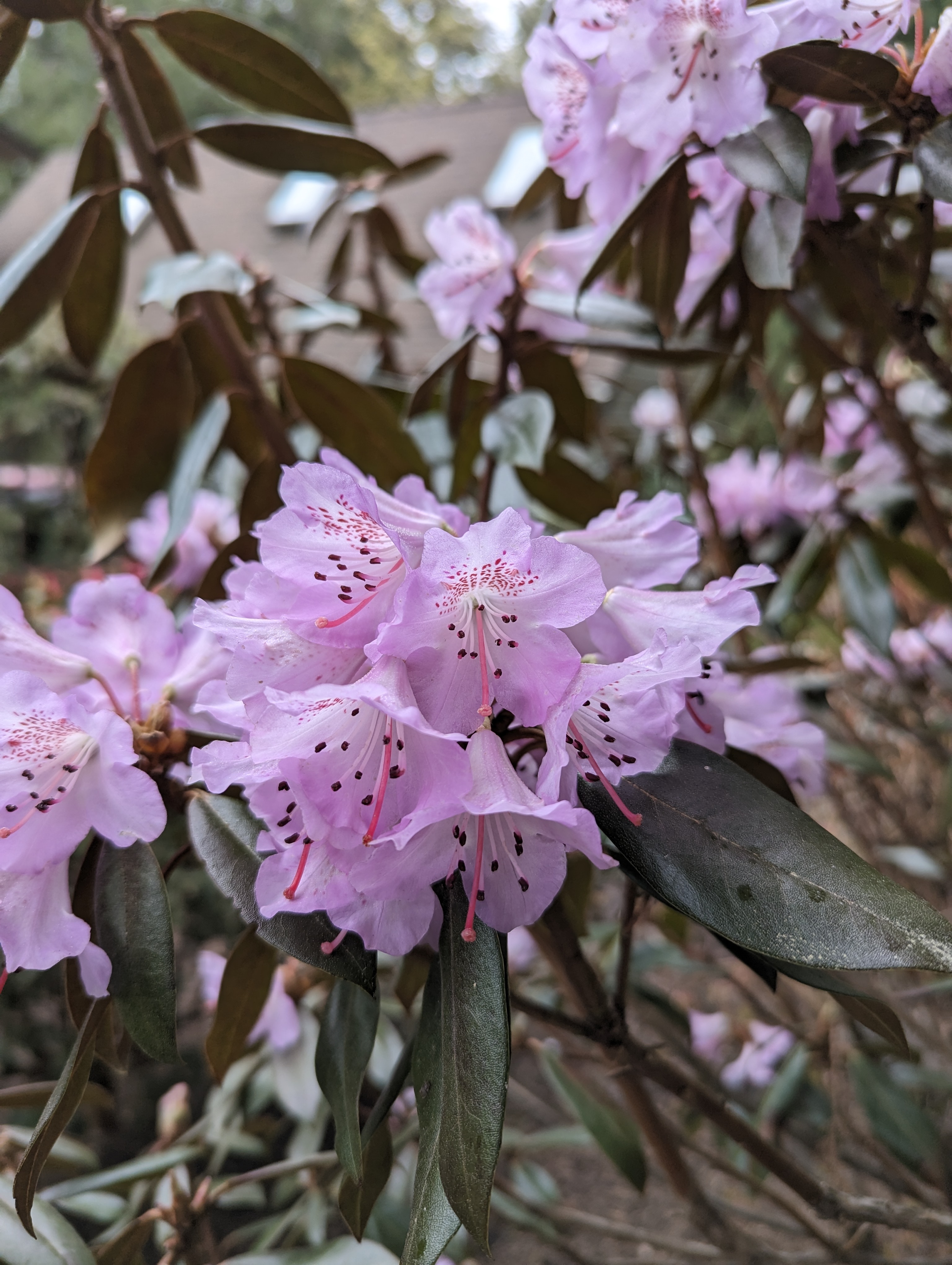 Rhododendron rubiginosum photo