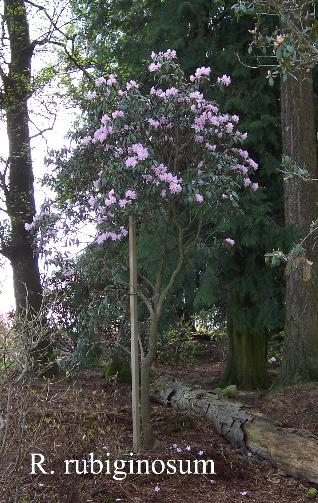 R. rubiginosum photo of R. rubiginosum. Location: Fearing's Farm Nursery, Abbotsford, BC, Canada. Photo by: Harold Fearing