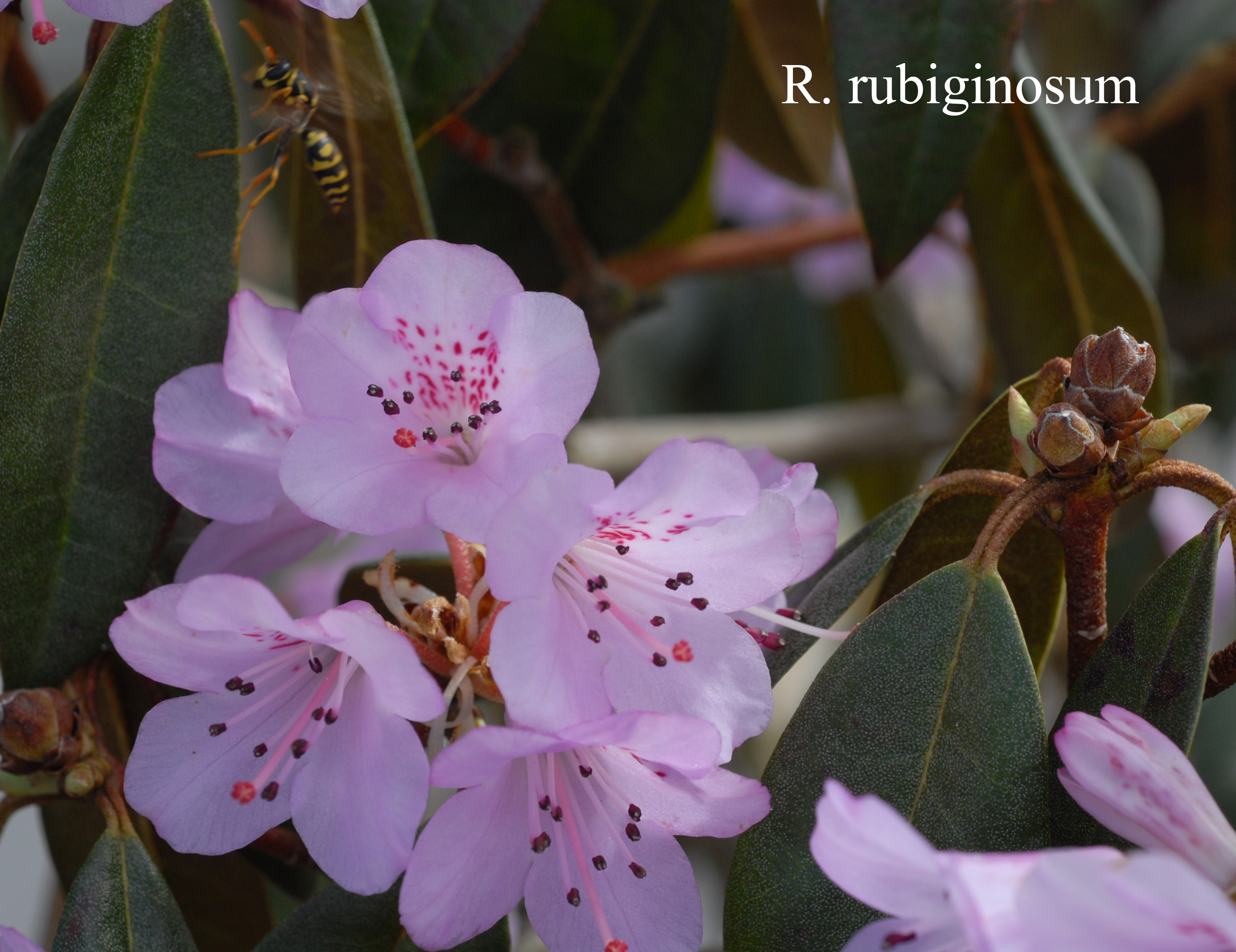 Rhododendron rubiginosum photo