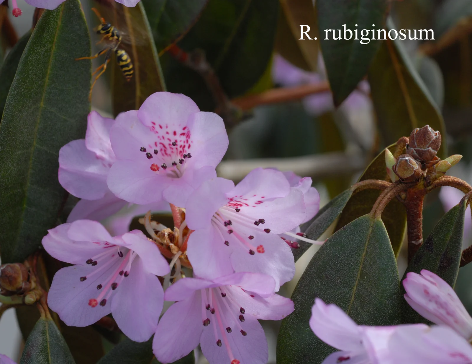 R. rubiginosum photo of R. rubiginosum. Location: Fearing's Farm Nursery, Abbotsford, BC, Canada. Photo by: Harold Fearing