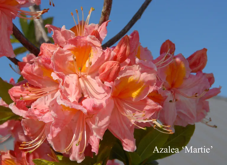Photo of R. 'Ilam Martie', Deciduous Azalea Hybrid