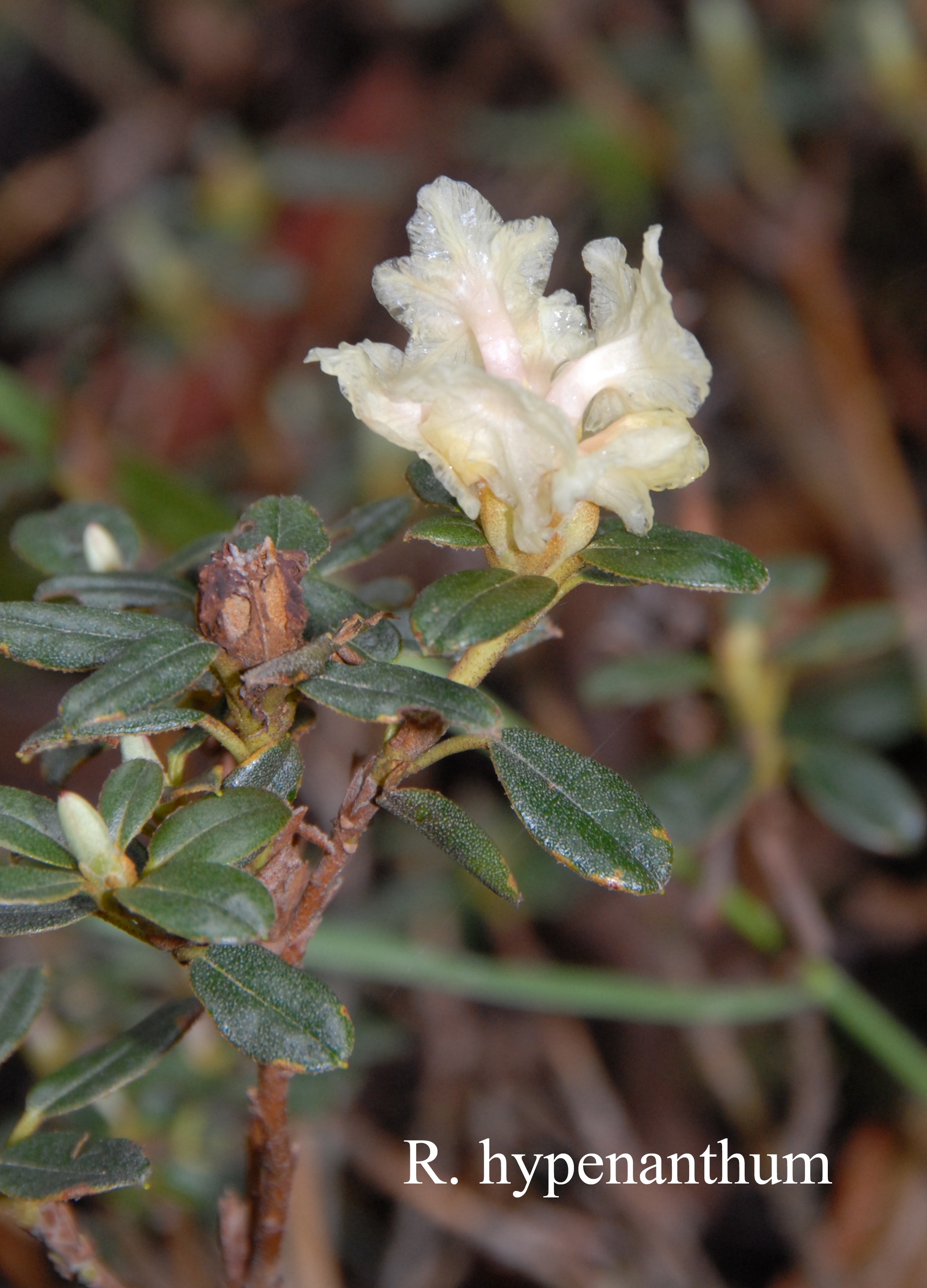 Rhododendron hypenanthum photo