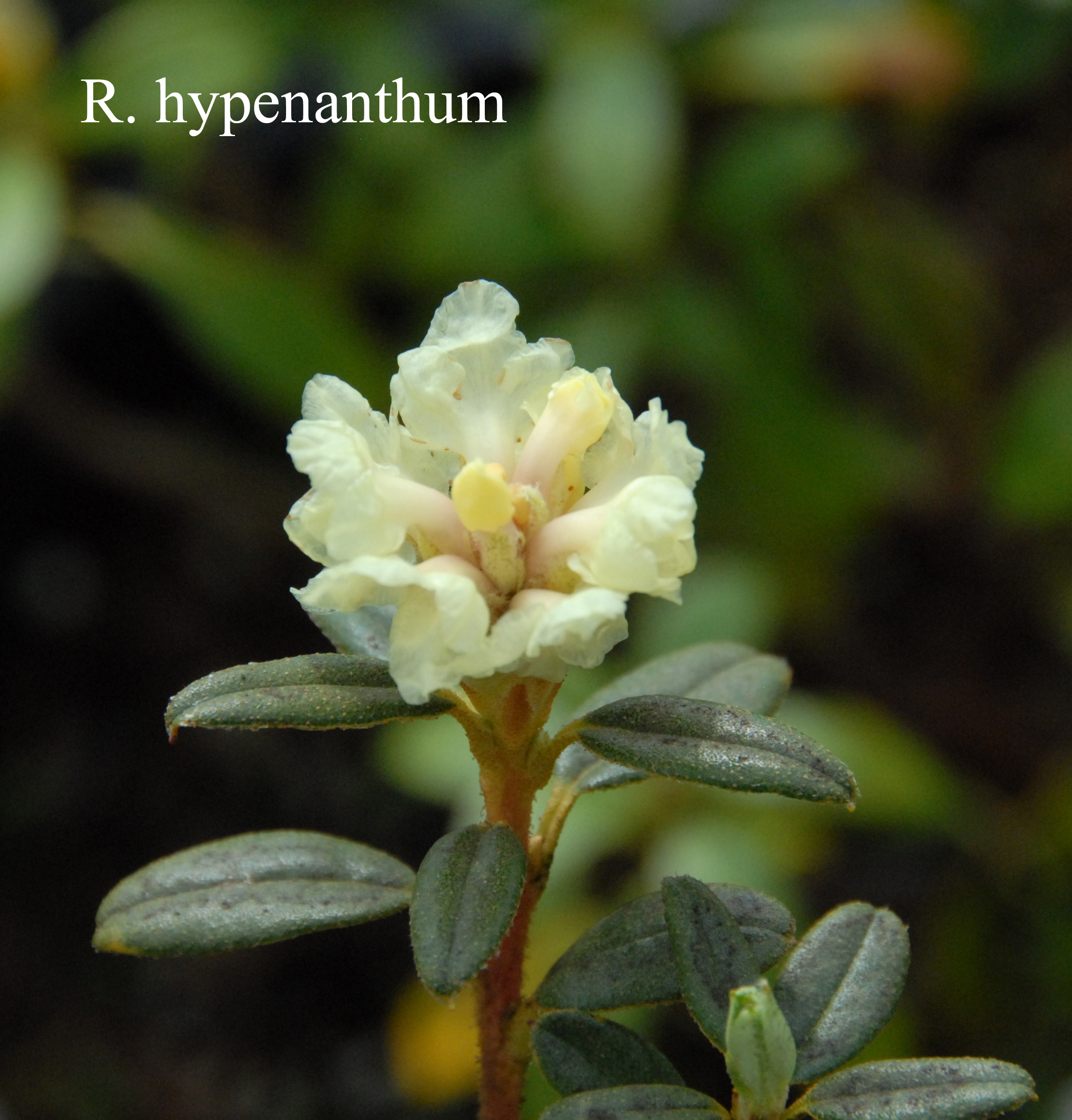 Rhododendron hypenanthum photo