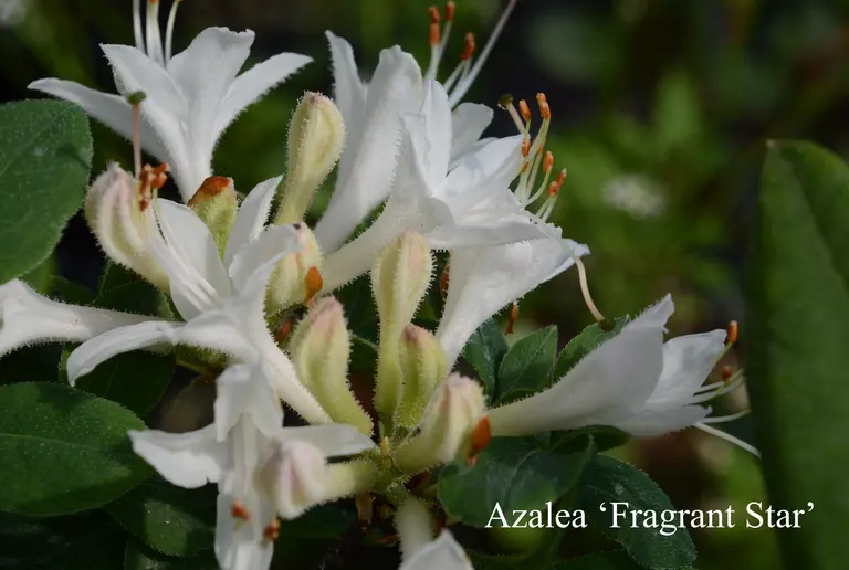 Photo of R. 'Fragrant Star', Deciduous Azalea Hybrid