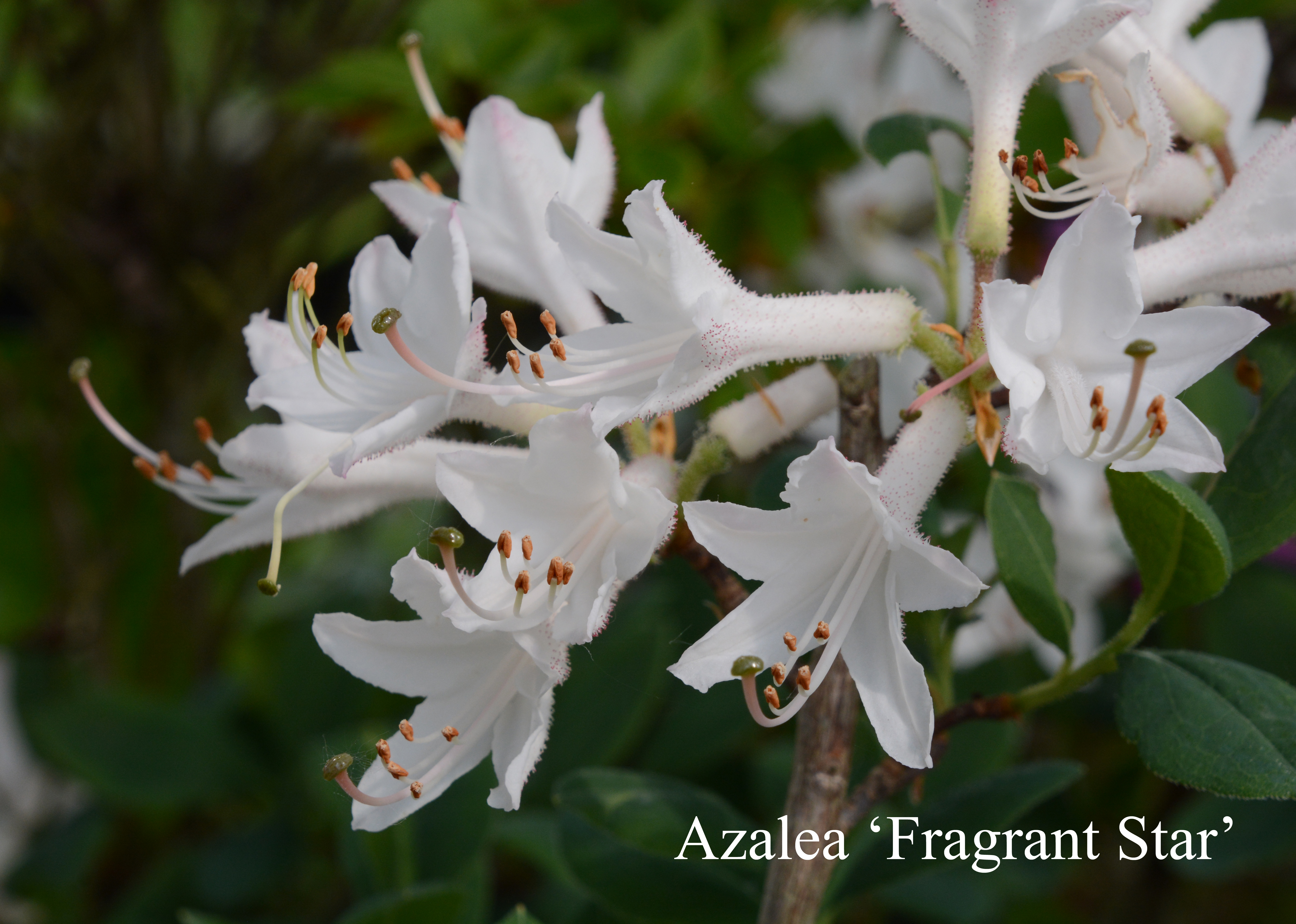 Rhododendron Fragrant Star photo