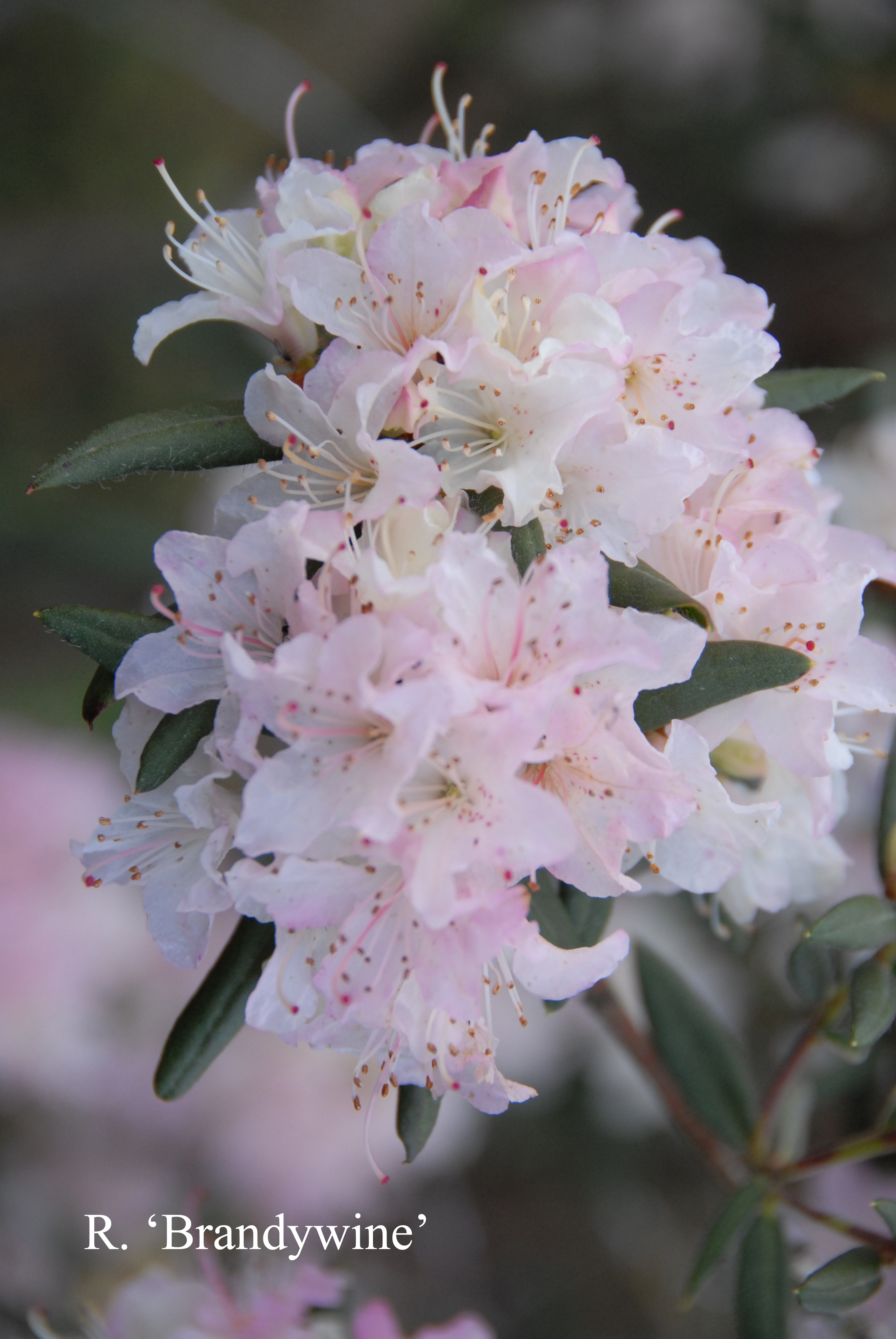Rhododendron Brandywine photo