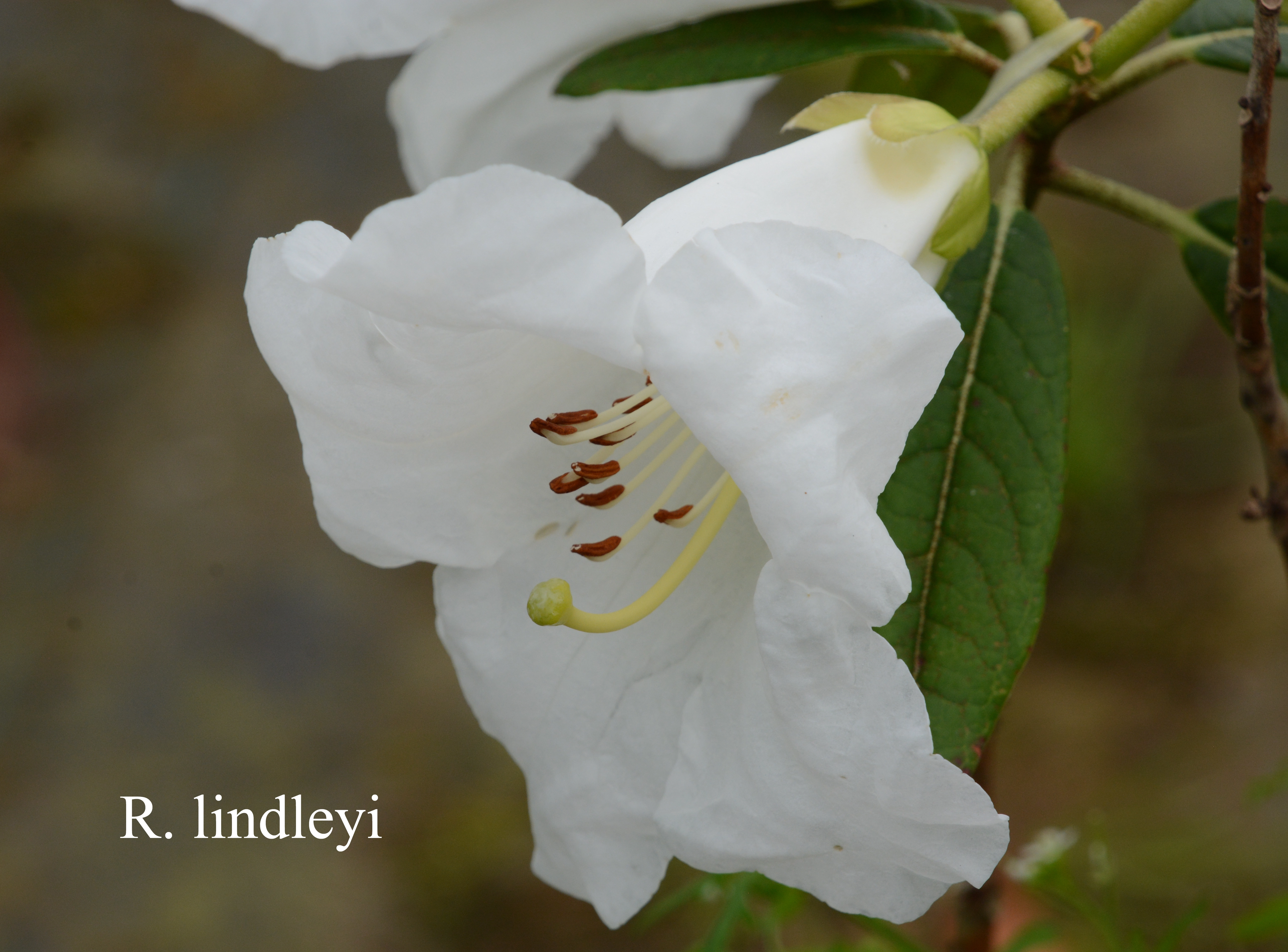 Rhododendron lindleyi photo