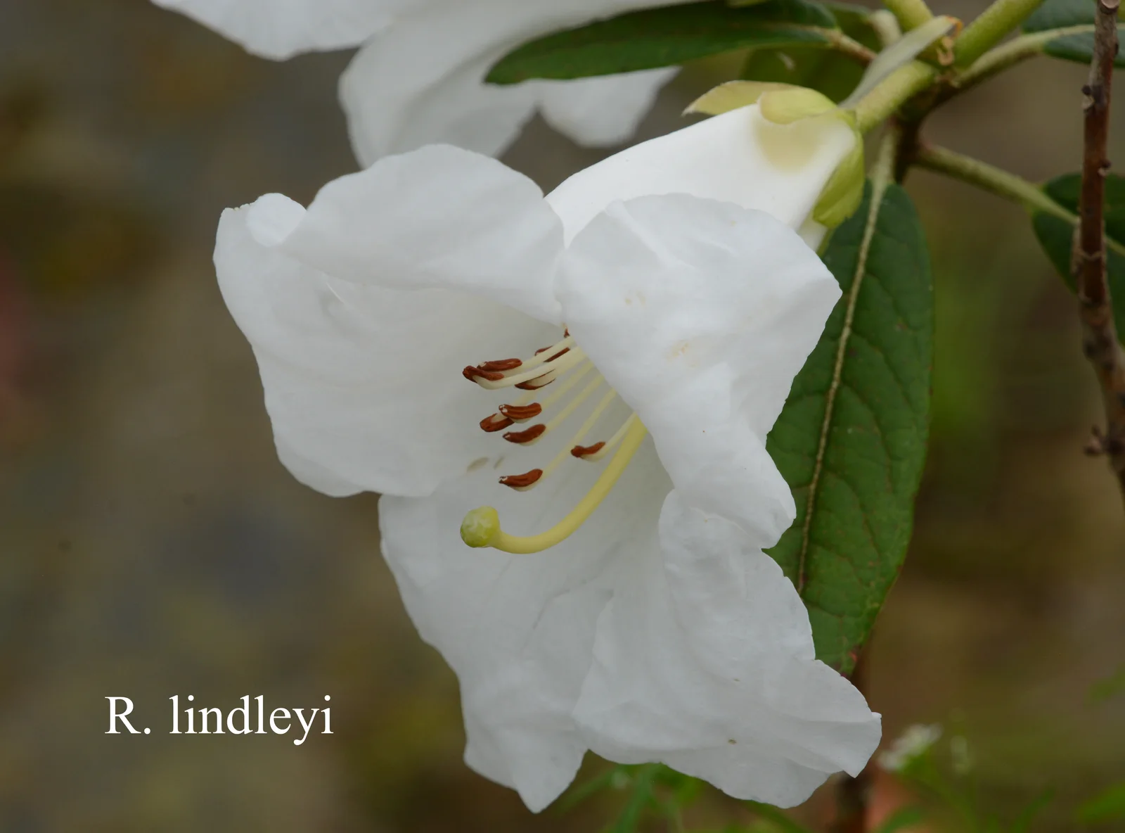 R. lindleyi photo of R. lindleyi. Location: Fearing's Farm Nursery, Abbotsford, BC, Canada. Photo by: Harold Fearing