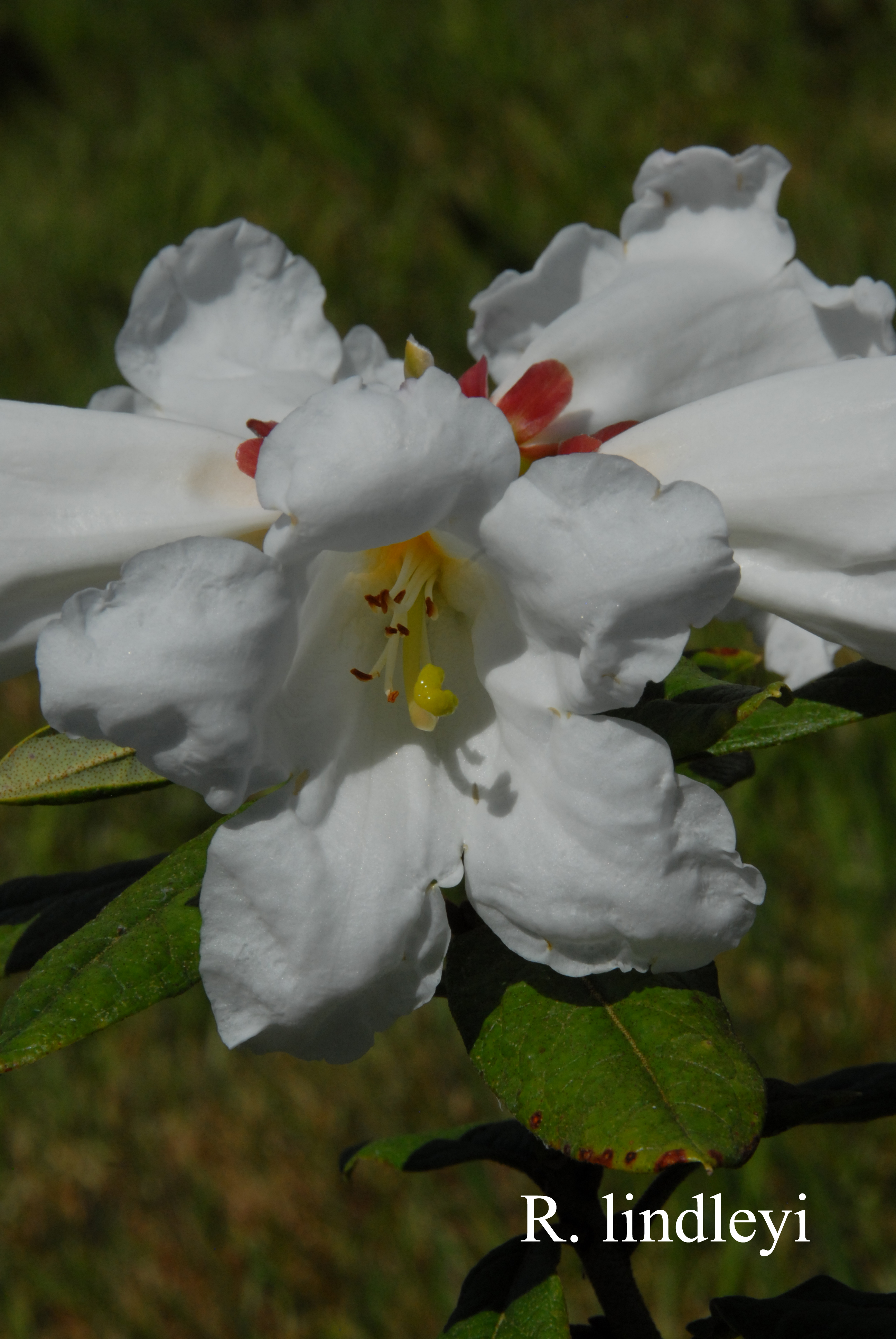 Rhododendron lindleyi photo