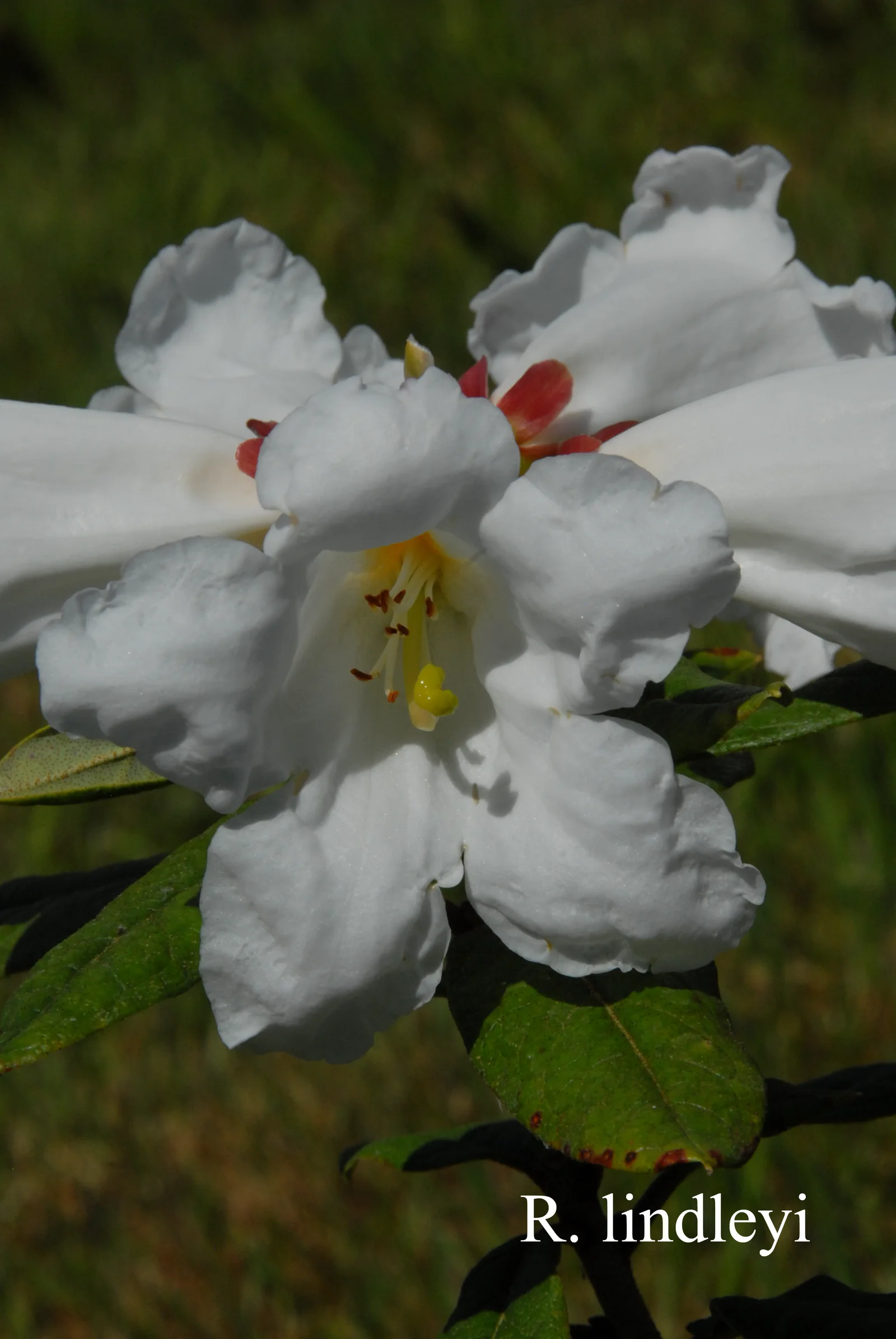 R. lindleyi photo of R. lindleyi. Location: Fearing's Farm Nursery, Abbotsford, BC, Canada. Photo by: Harold Fearing