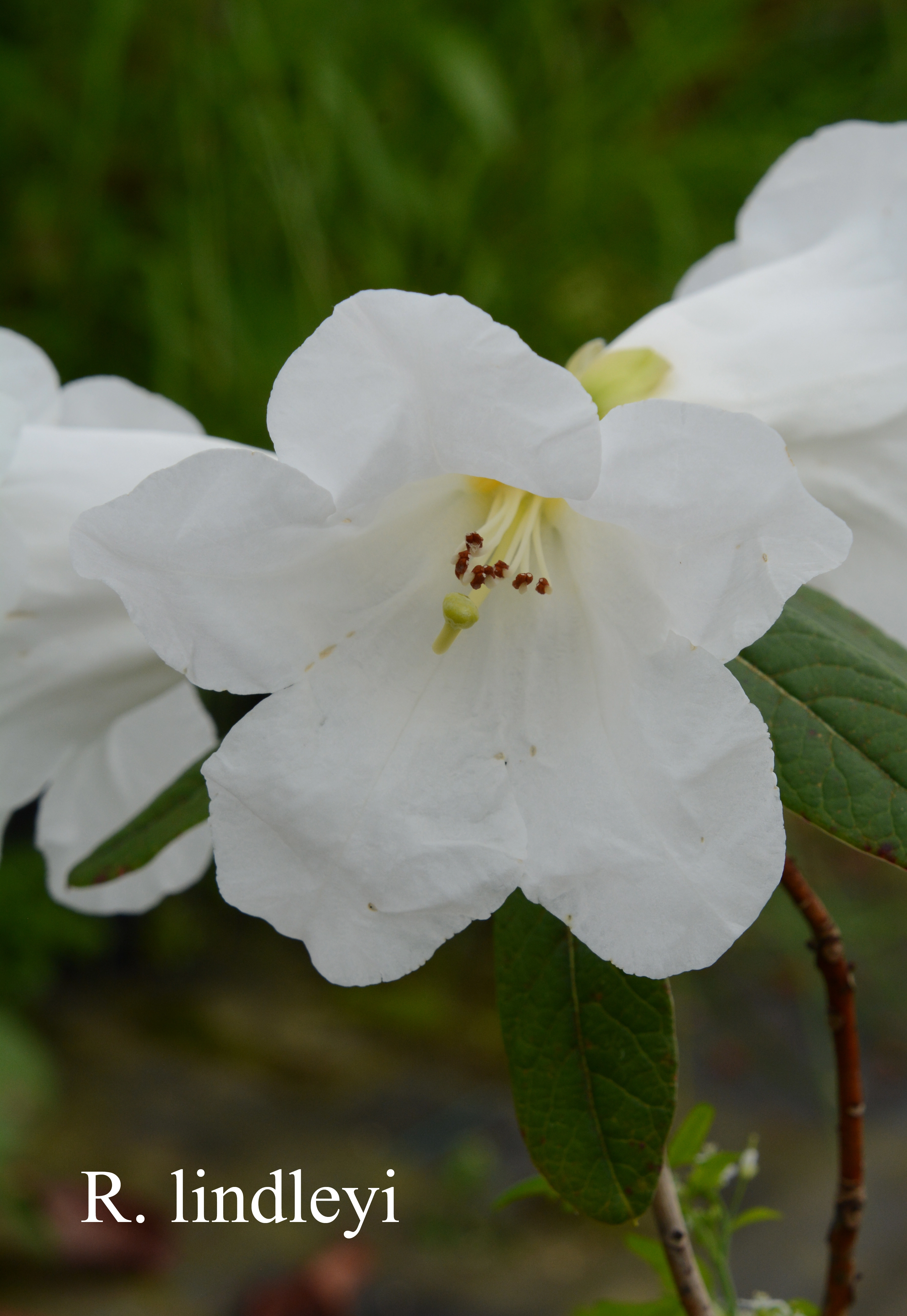 Rhododendron lindleyi photo