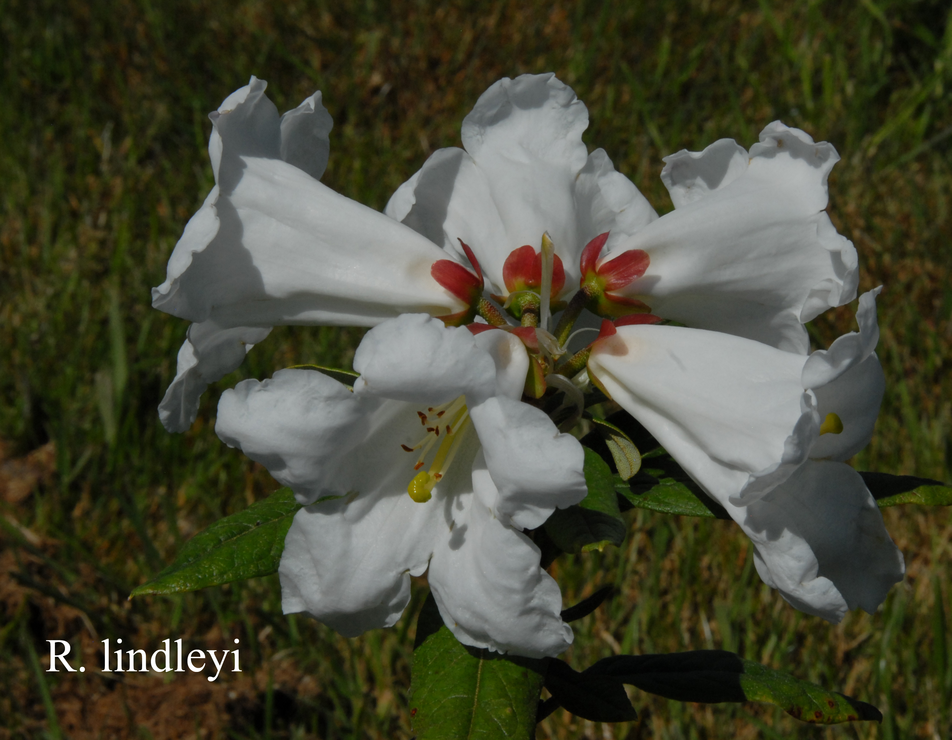 Rhododendron lindleyi photo