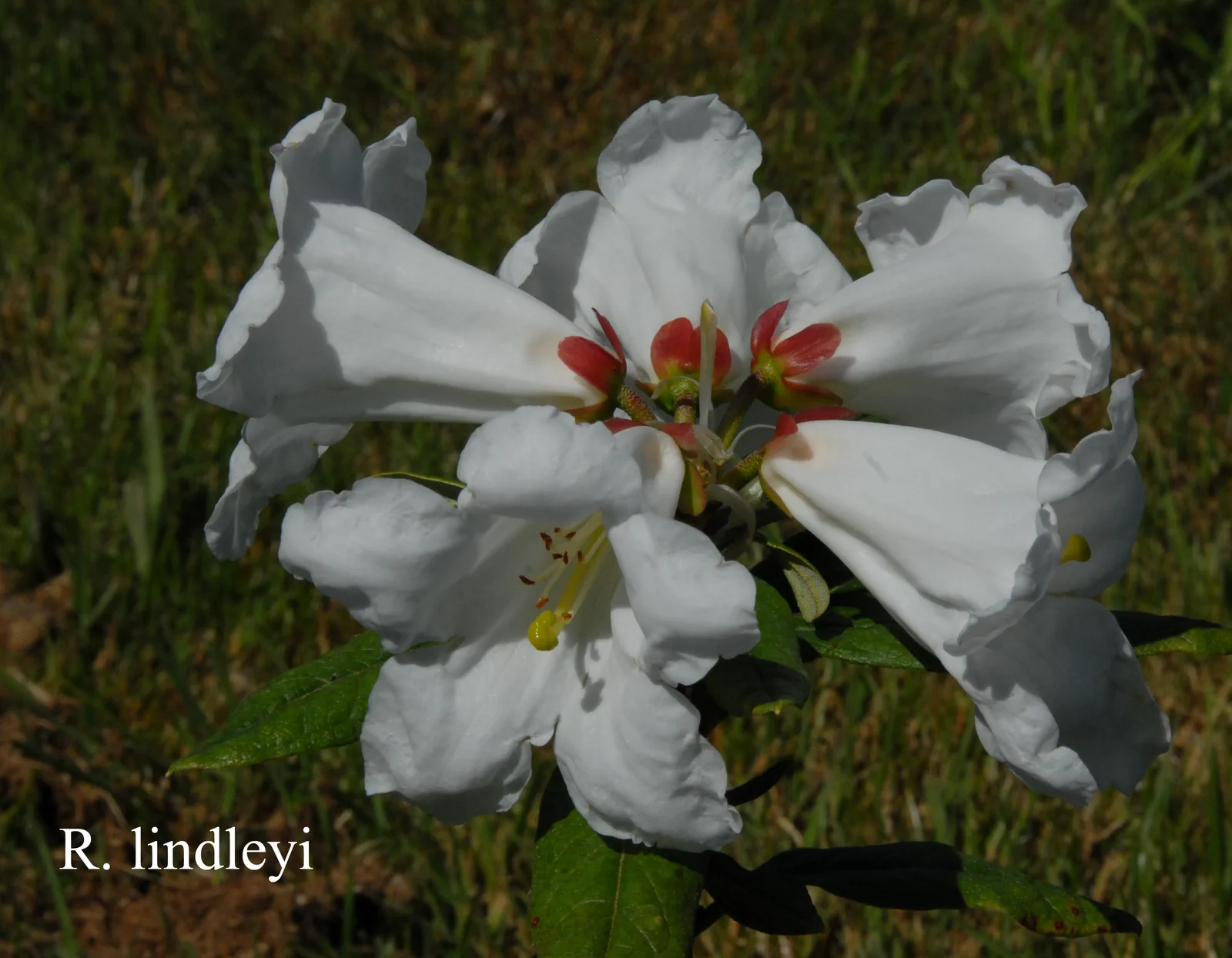 R. lindleyi photo of R. lindleyi. Location: Fearing's Farm Nursery, Abbotsford, BC, Canada. Photo by: Harold Fearing
