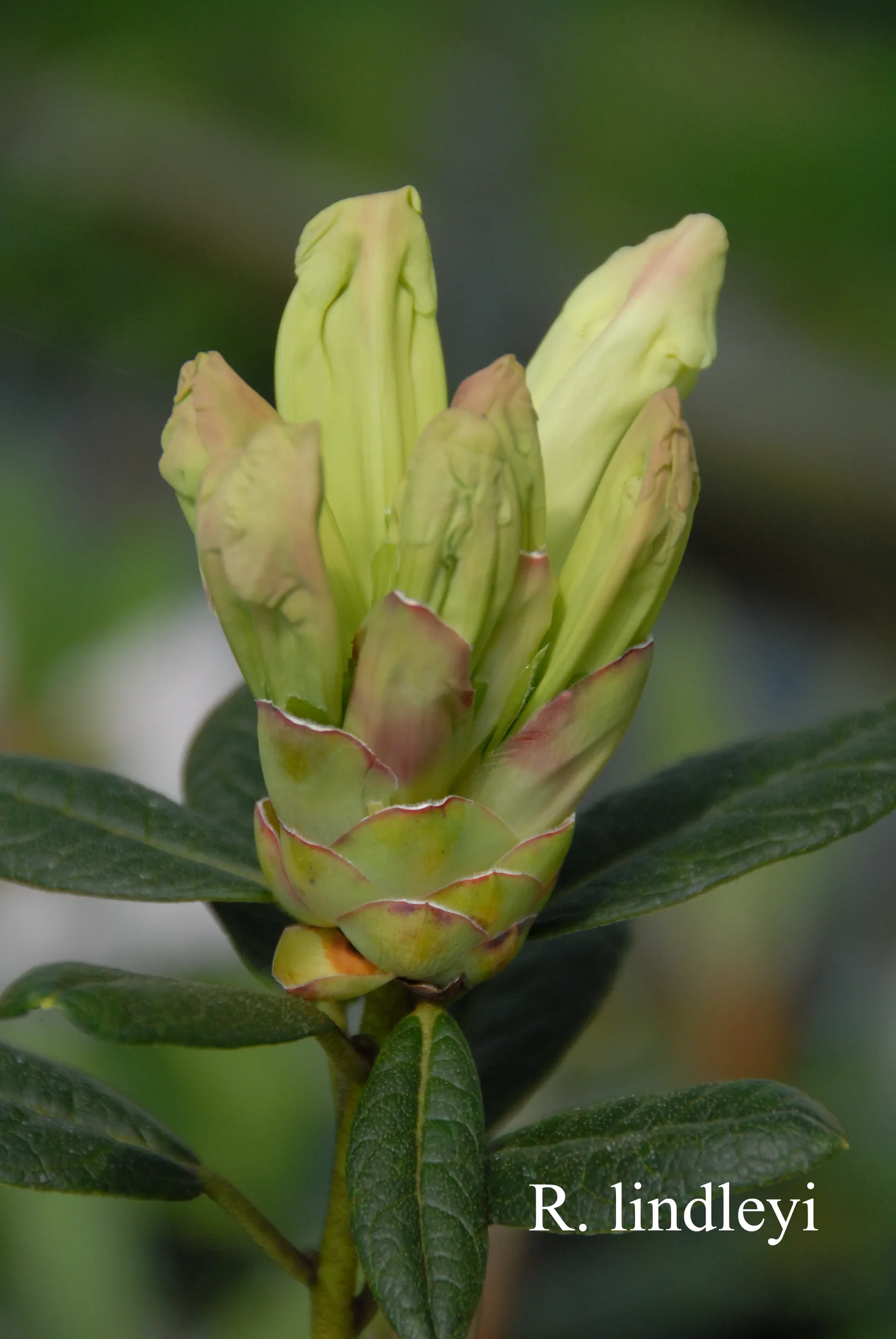 R. lindleyi photo of R. lindleyi. Location: Fearing's Farm Nursery, Abbotsford, BC, Canada. Photo by: Harold Fearing