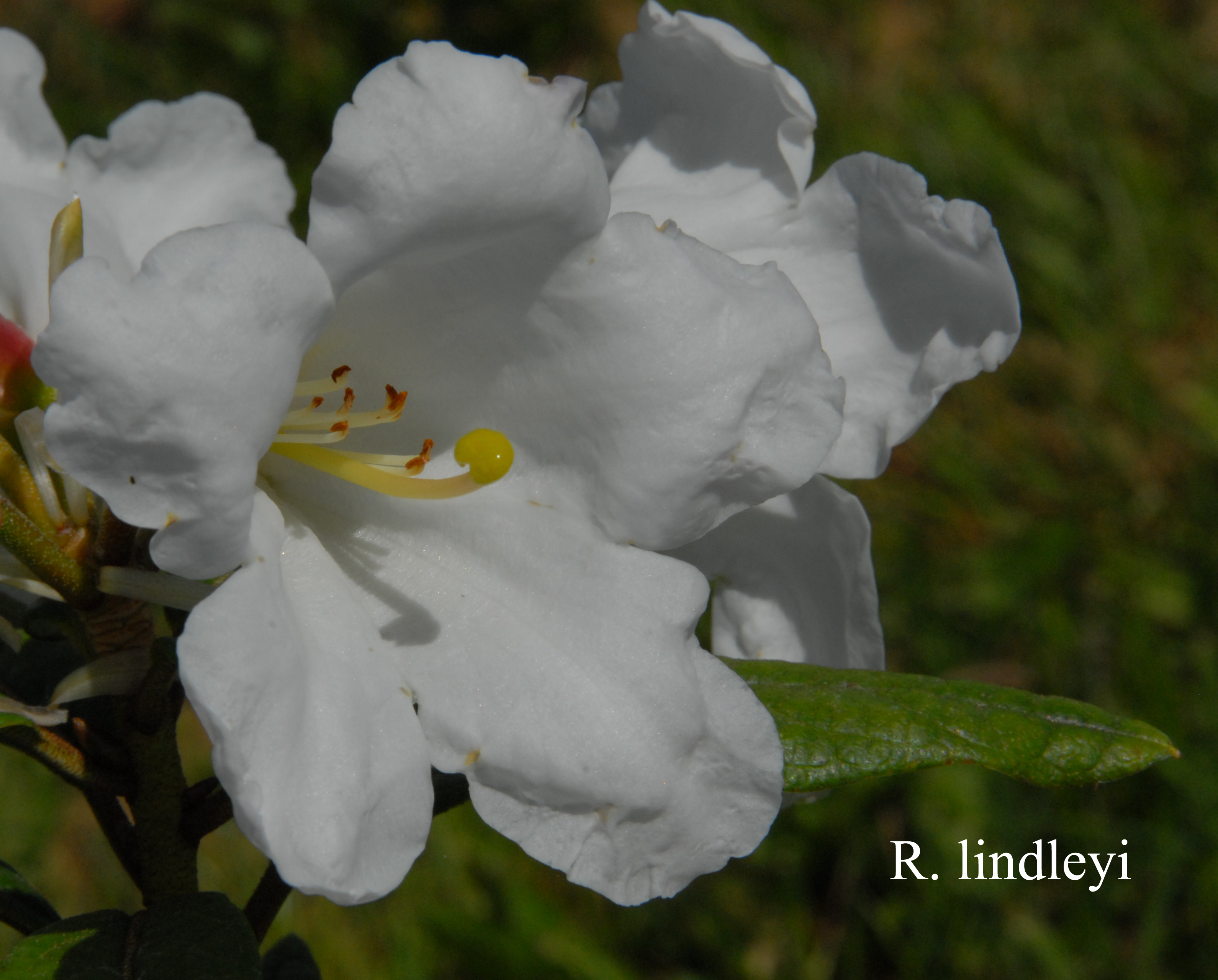 Rhododendron lindleyi photo