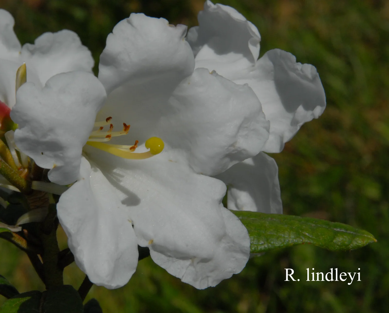 R. lindleyi photo of R. lindleyi. Location: Fearing's Farm Nursery, Abbotsford, BC, Canada. Photo by: Harold Fearing
