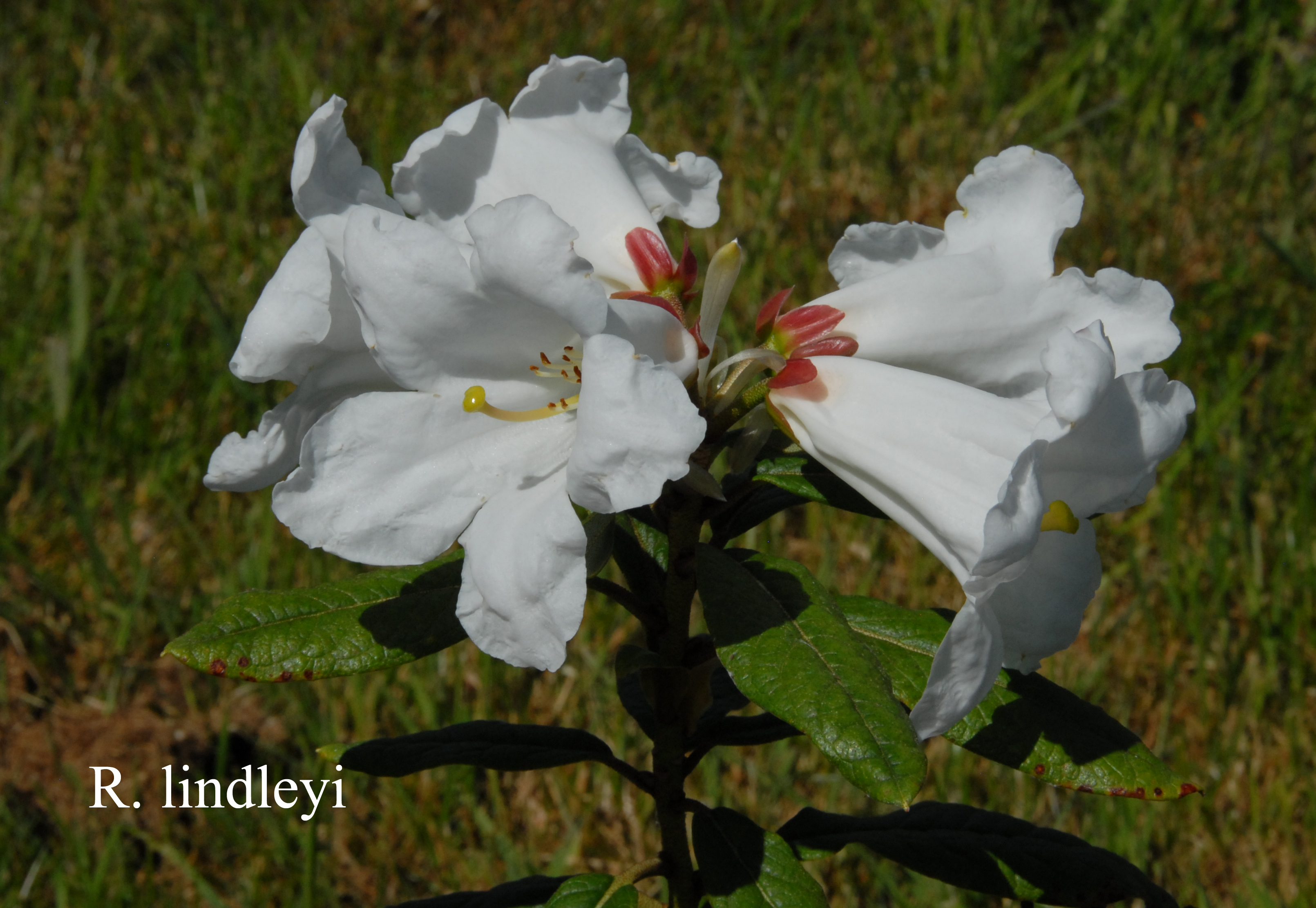 Rhododendron lindleyi photo