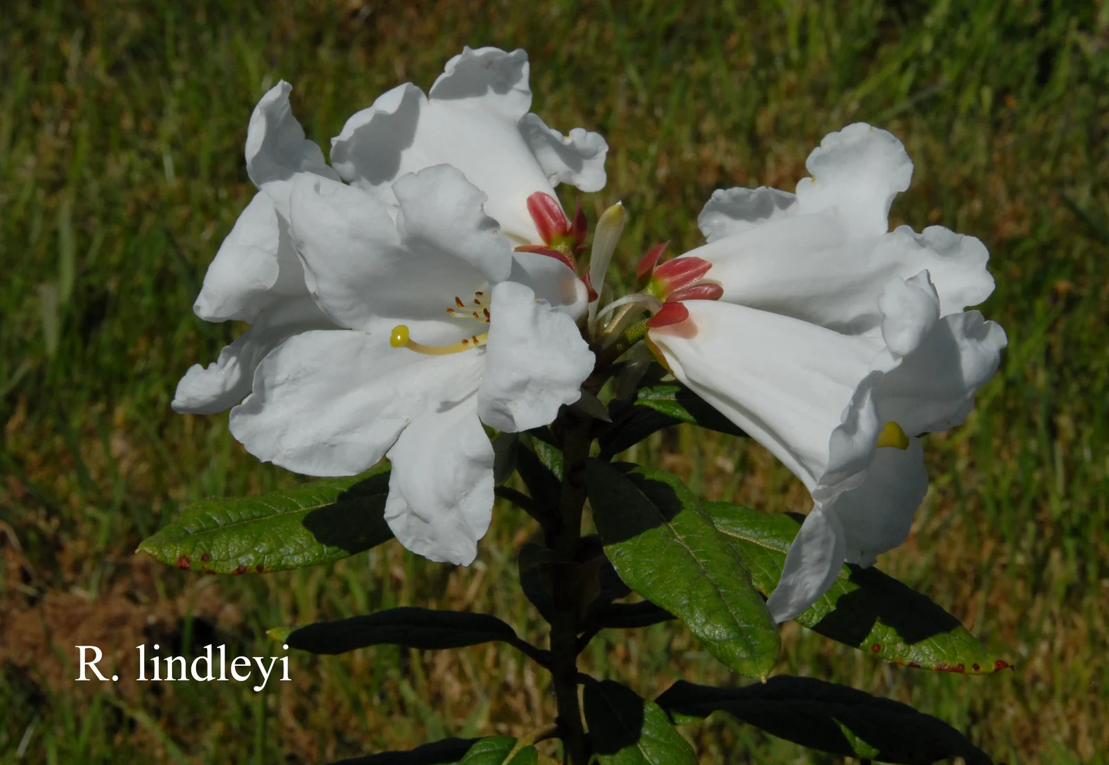 R. lindleyi photo of R. lindleyi. Location: Fearing's Farm Nursery, Abbotsford, BC, Canada. Photo by: Harold Fearing