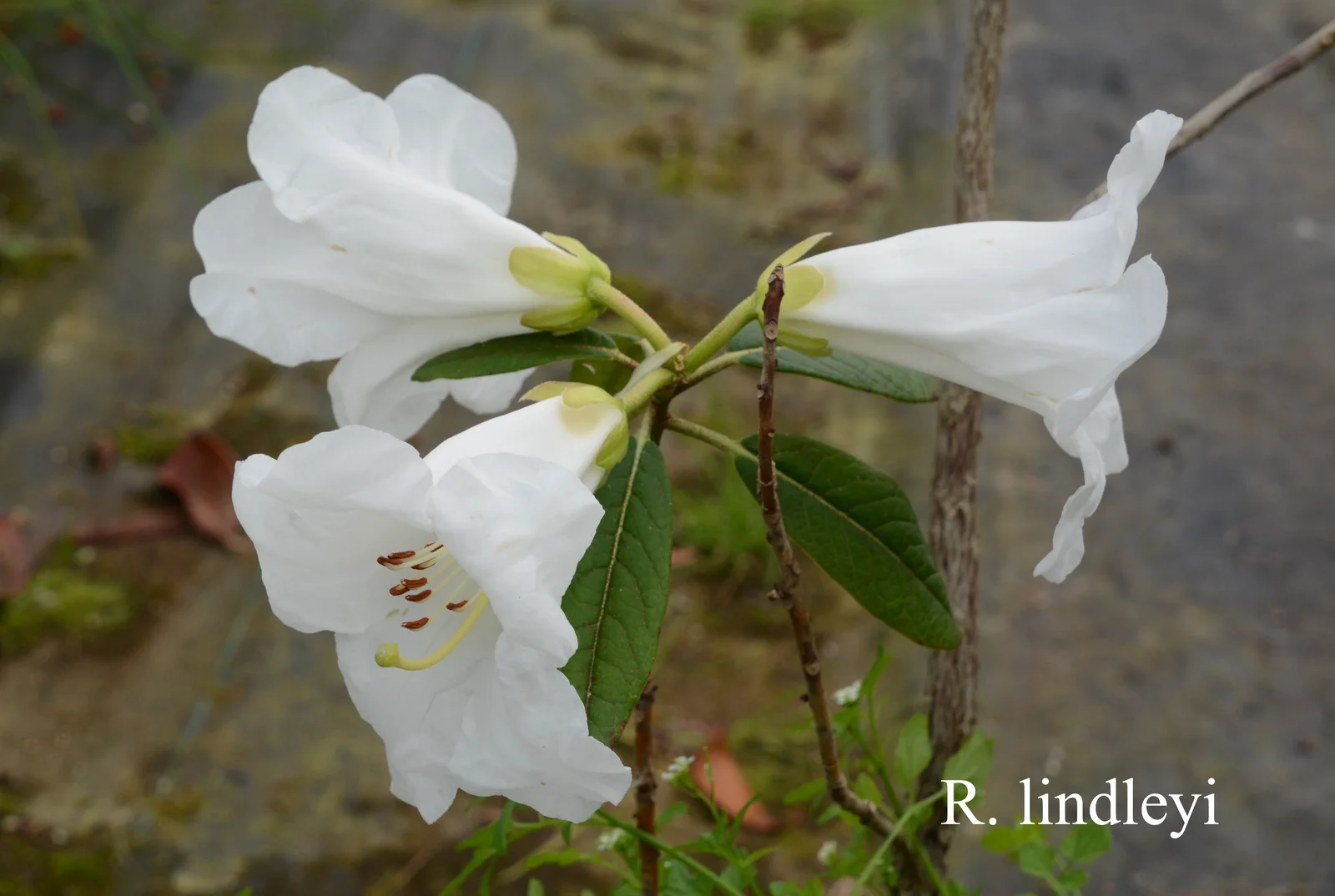 R. lindleyi photo of R. lindleyi. Location: Fearing's Farm Nursery, Abbotsford, BC, Canada. Photo by: Harold Fearing