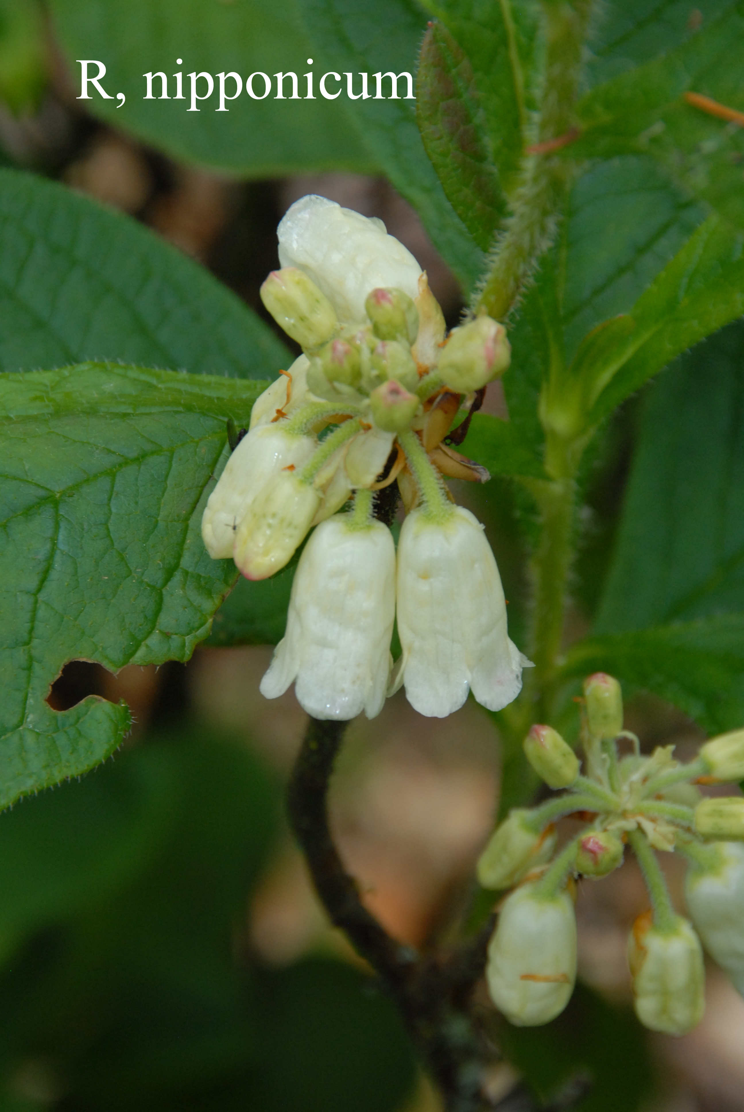 Rhododendron nipponicum photo