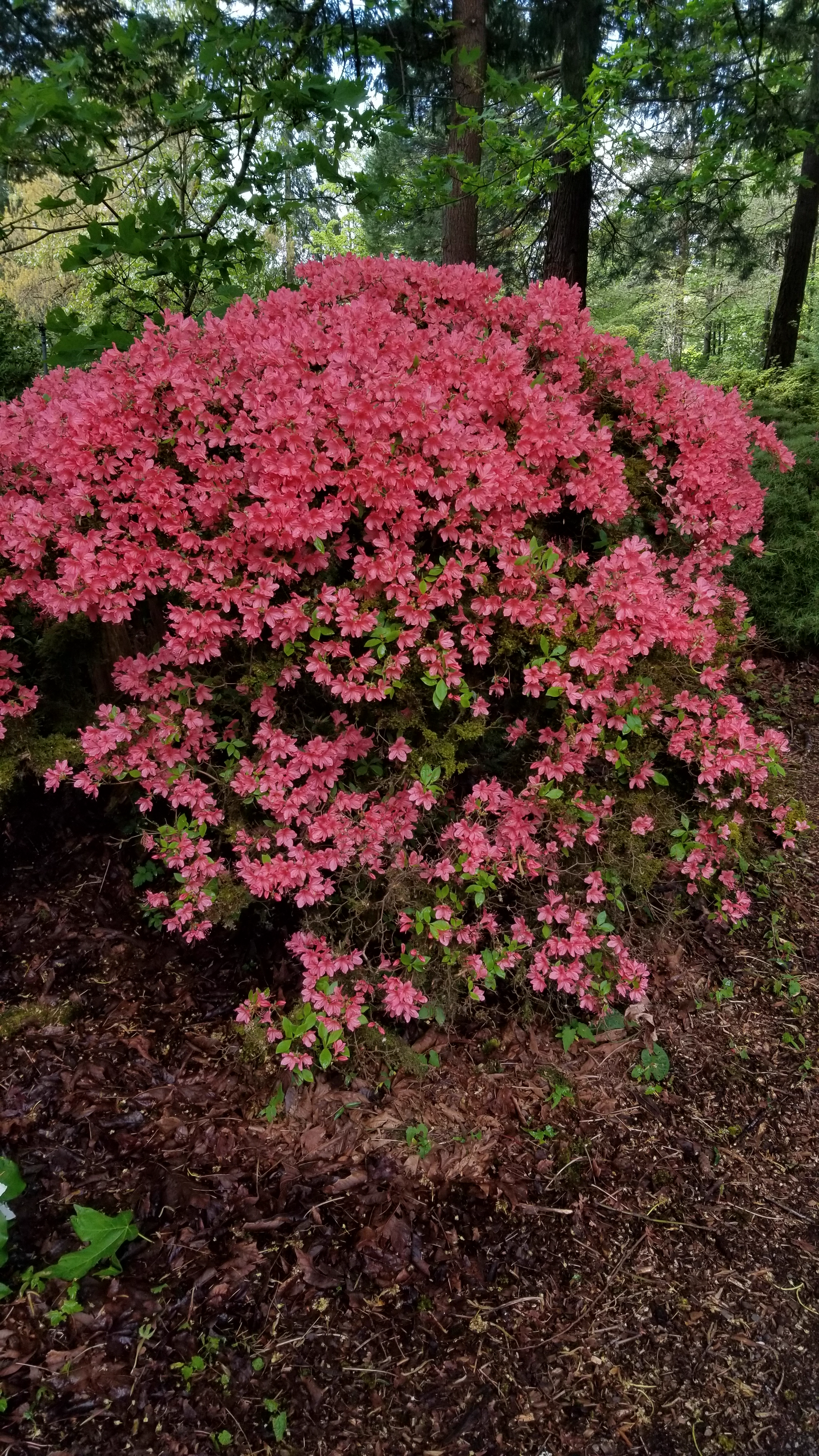Rhododendron nipponicum photo