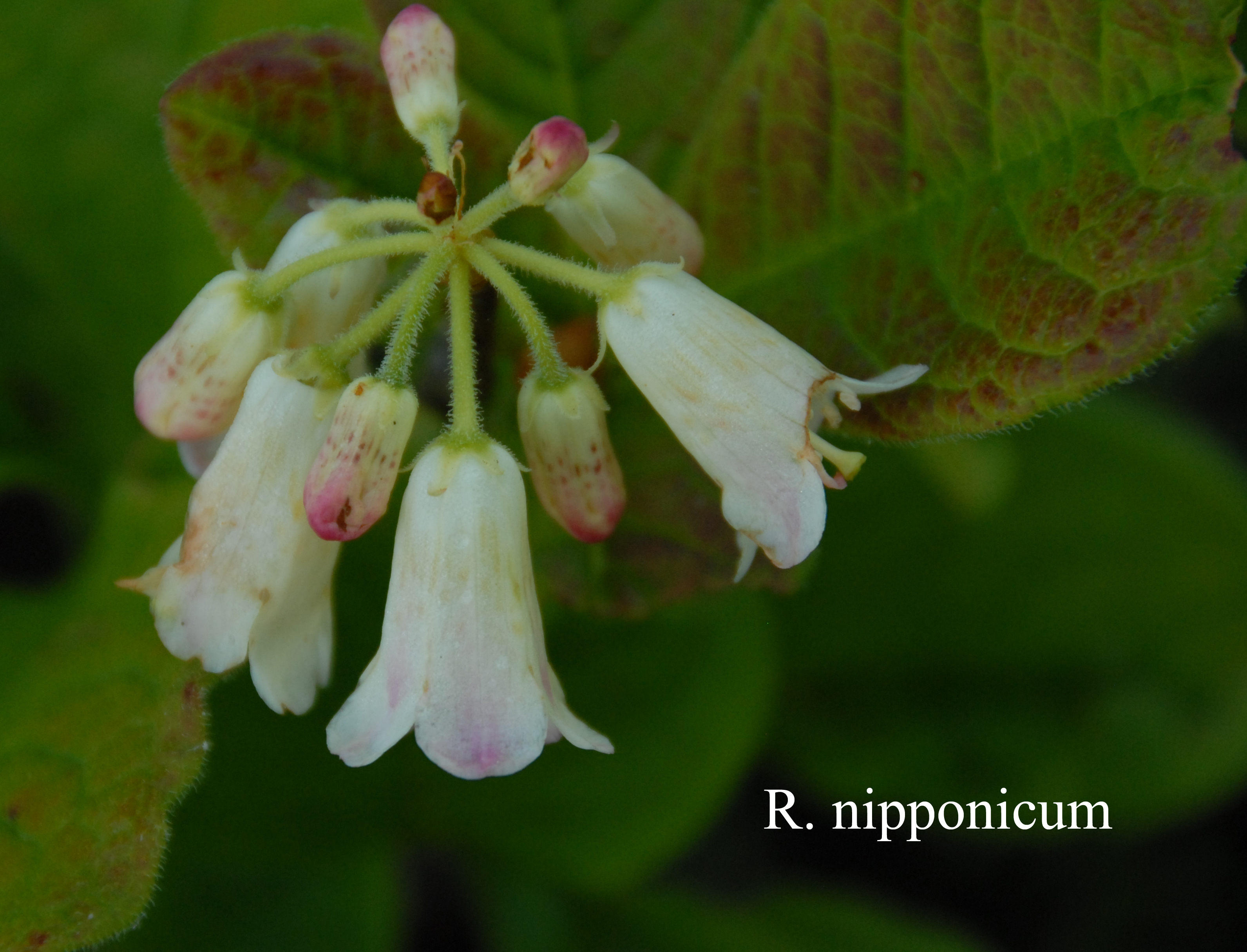 Rhododendron nipponicum photo
