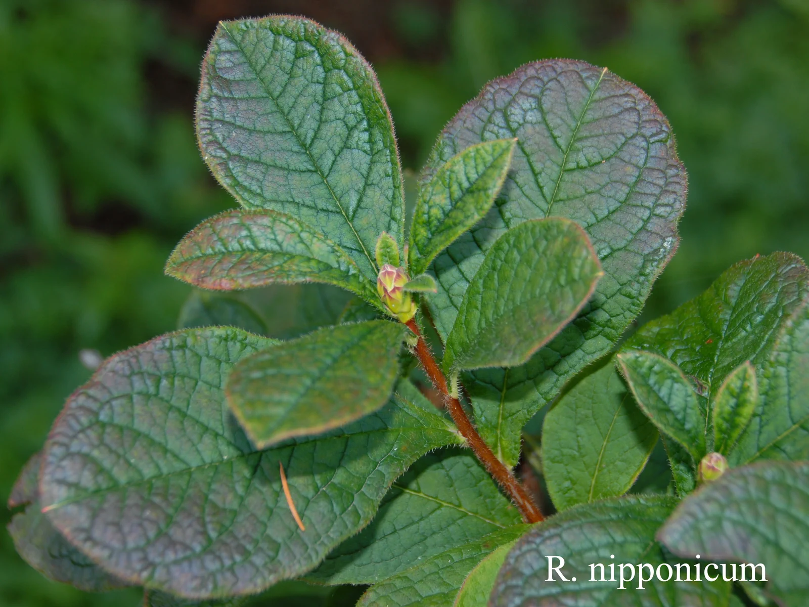 R. nipponicum photo of R. nipponicum. Leaves. Location: Fearing's Farm Nursery, Abbotsford, BC, Canada. Photo by: Harold Fearing